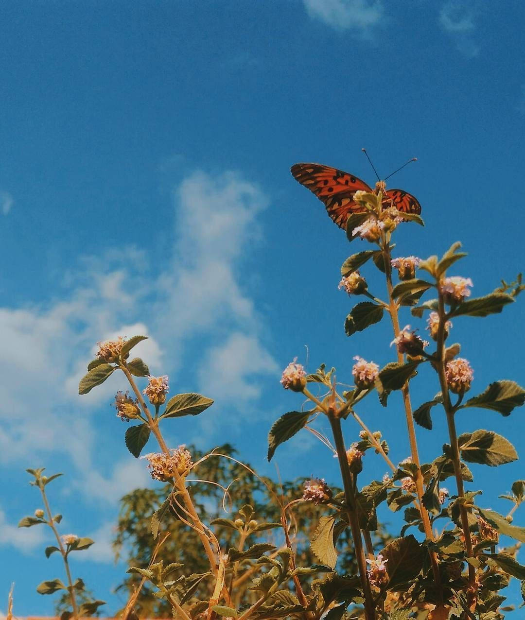 Aesthetic Orange Butterfly With Lippia Flowers Wallpaper