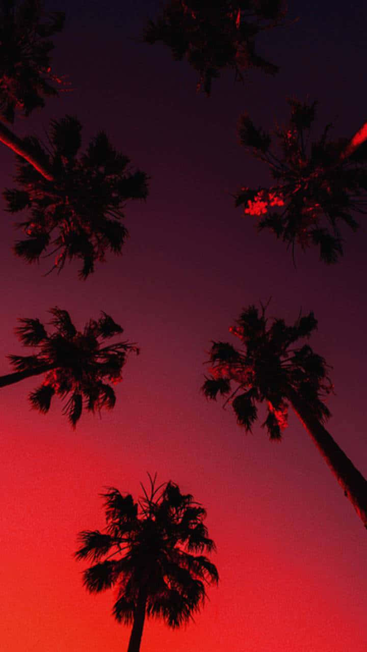 Aesthetic Palm Trees Dark Red Sky Wallpaper