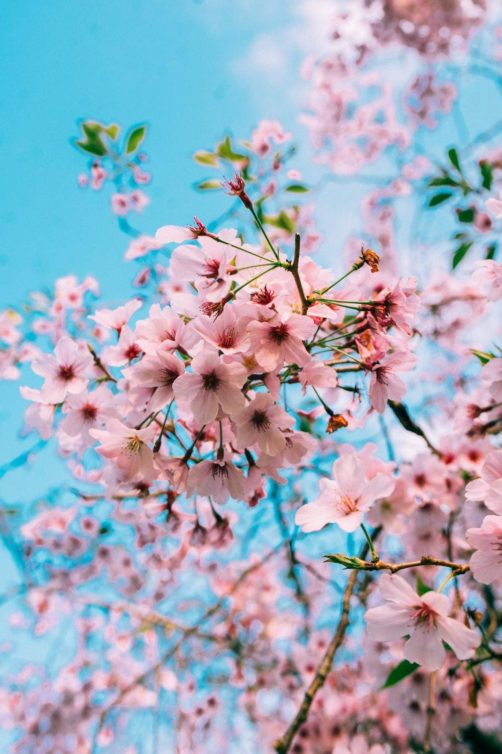 Aesthetic Pink Iphone Cherry Blossom Flowers Wallpaper