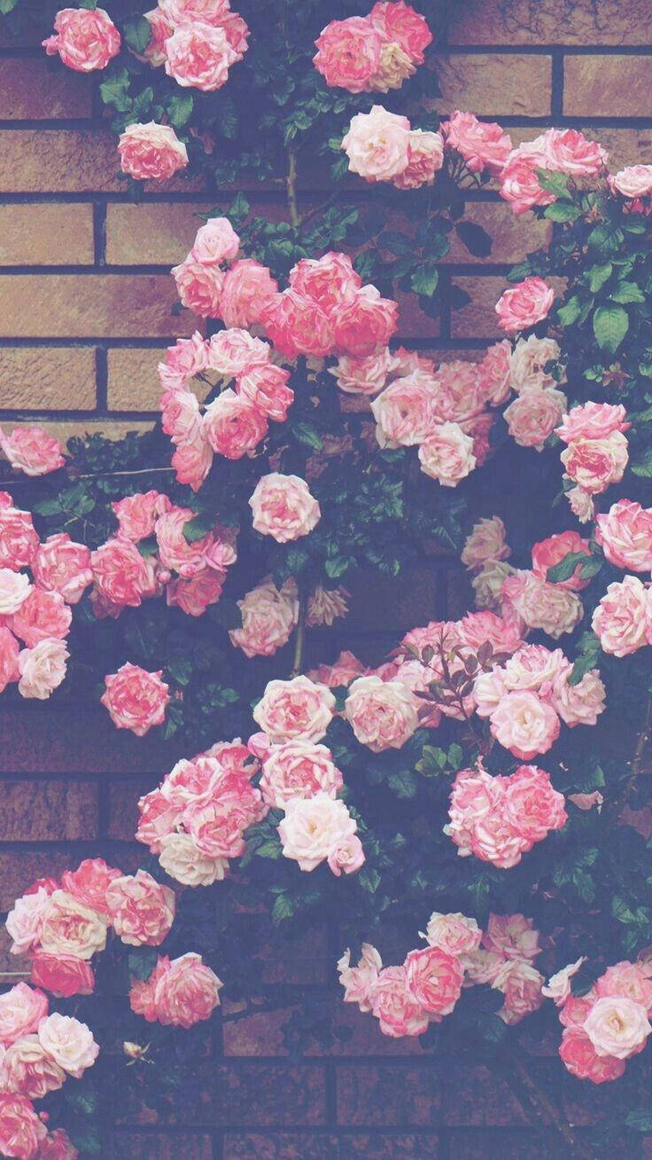 Aesthetic Pink Iphone Roses On Wall Wallpaper