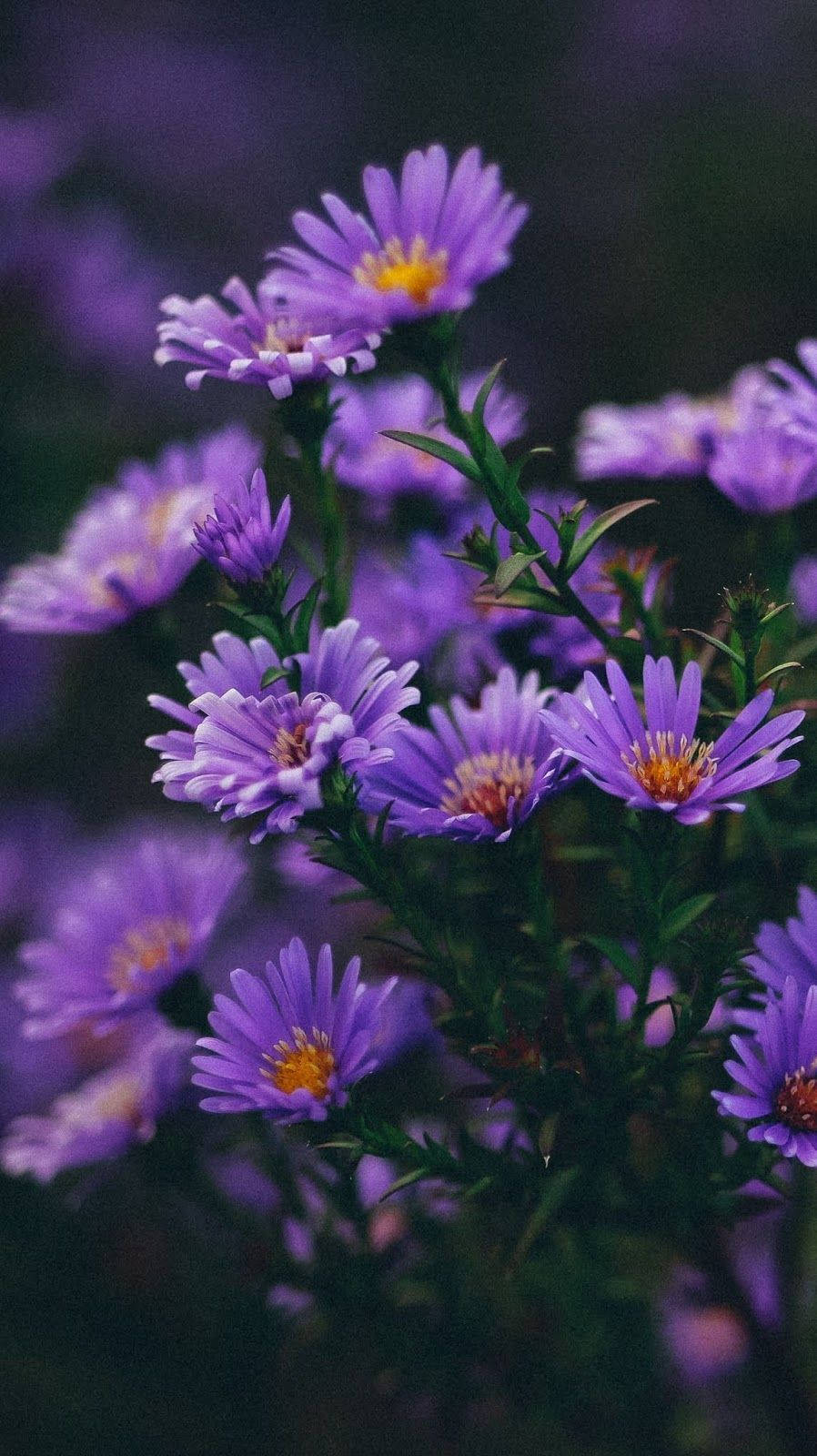 Aesthetic Purple Flower In Close-up. Wallpaper