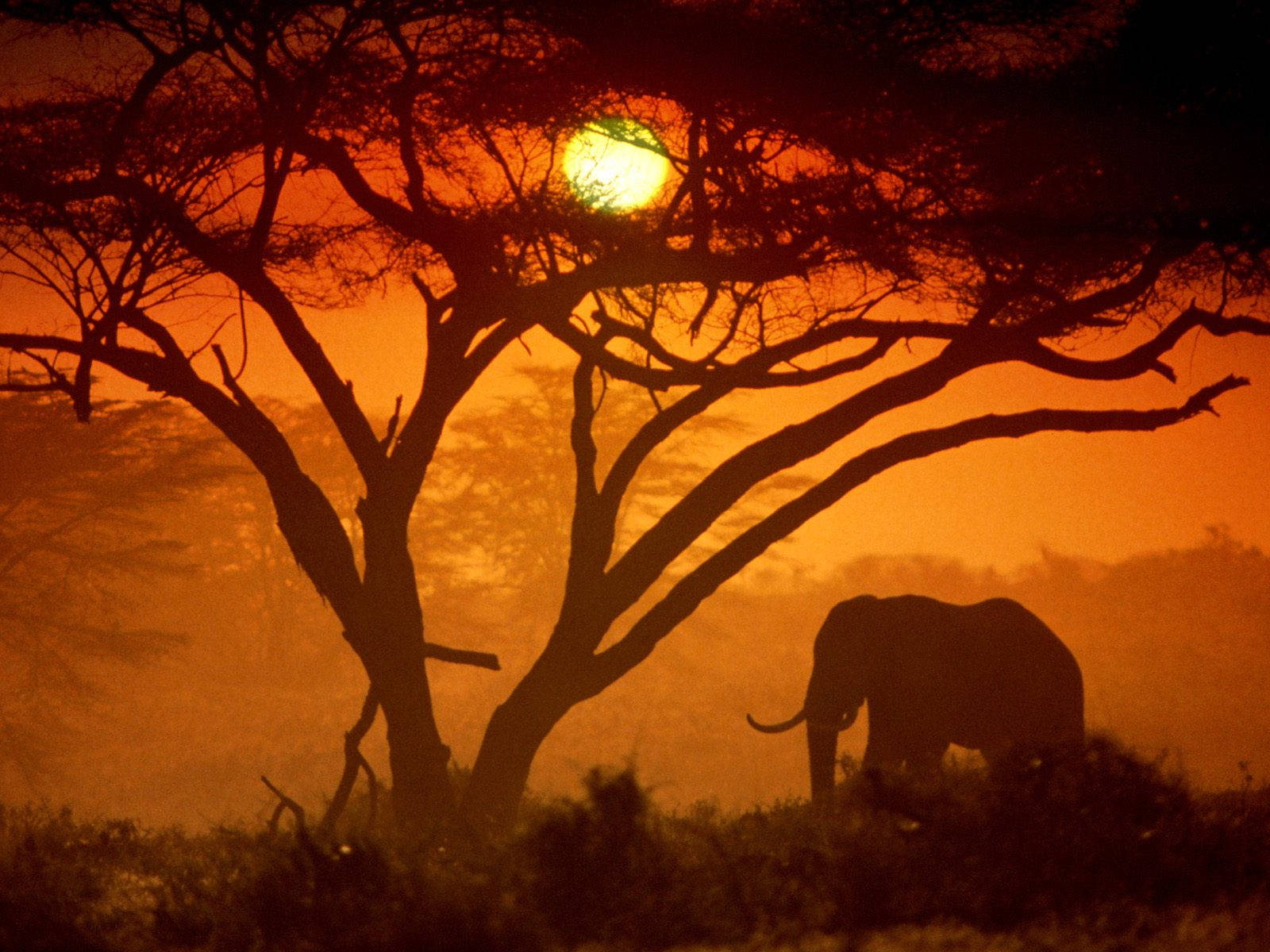 African Elephant Silhouette At Sunset Wallpaper