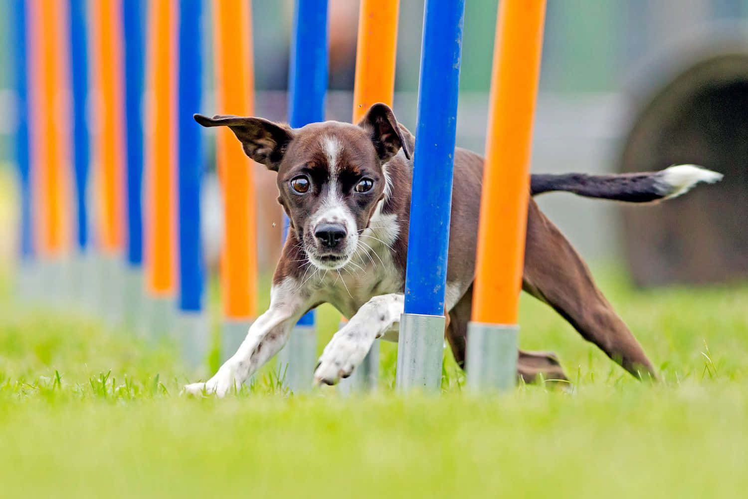 Agility Training Dog Weaving Poles Wallpaper