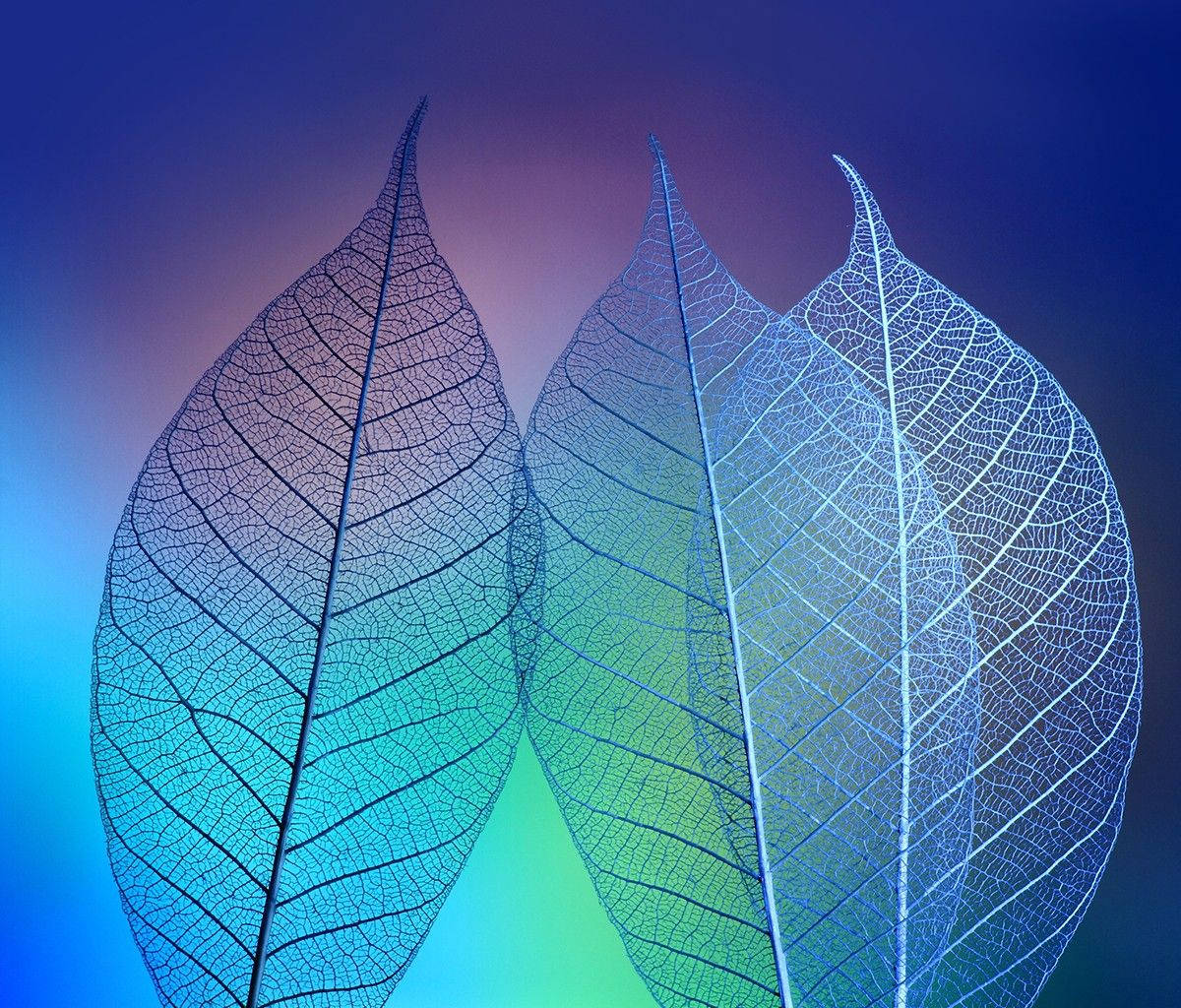 Alcatel Transparent Leaves Wallpaper