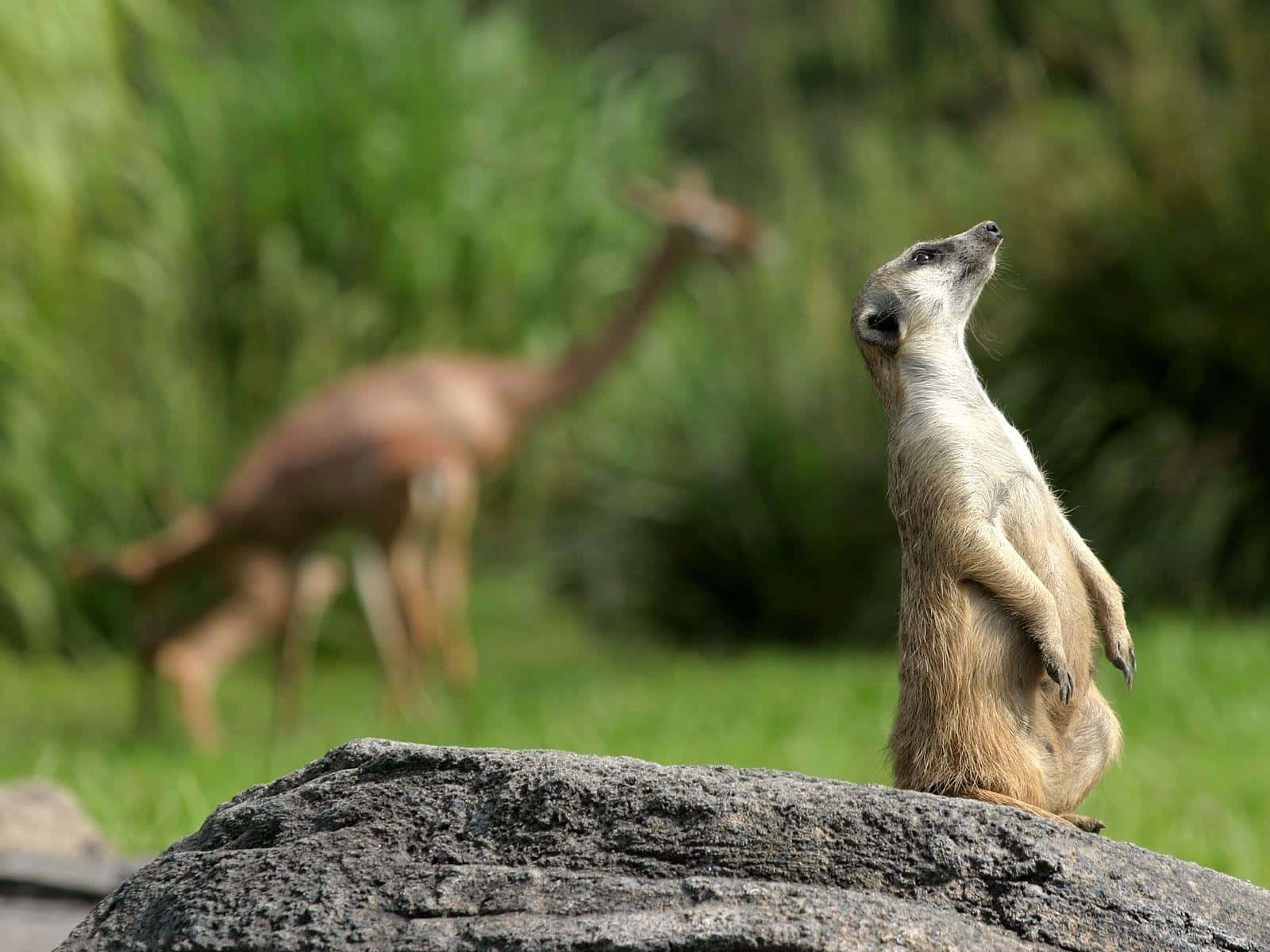 Alert Meerkat On Lookout With Gazelle Background.jpg Wallpaper