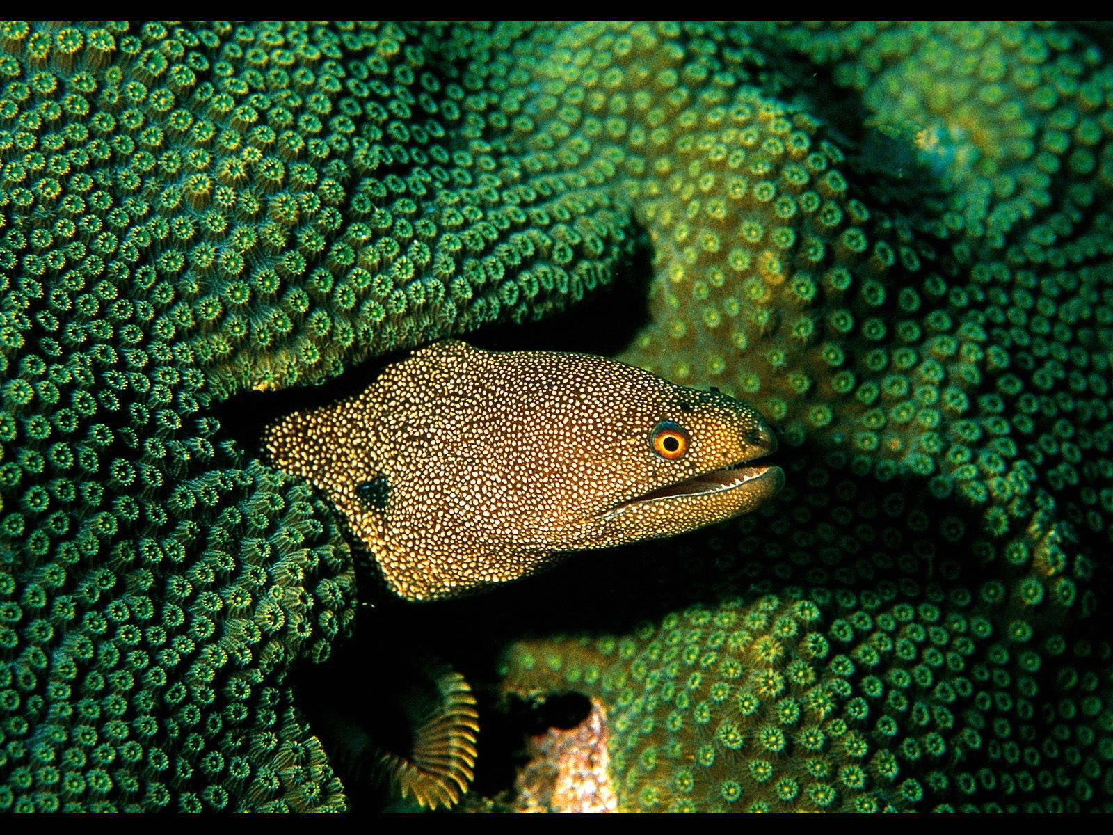 Alluring Golden Tail Moray Eel In Green Coral Habitats Wallpaper