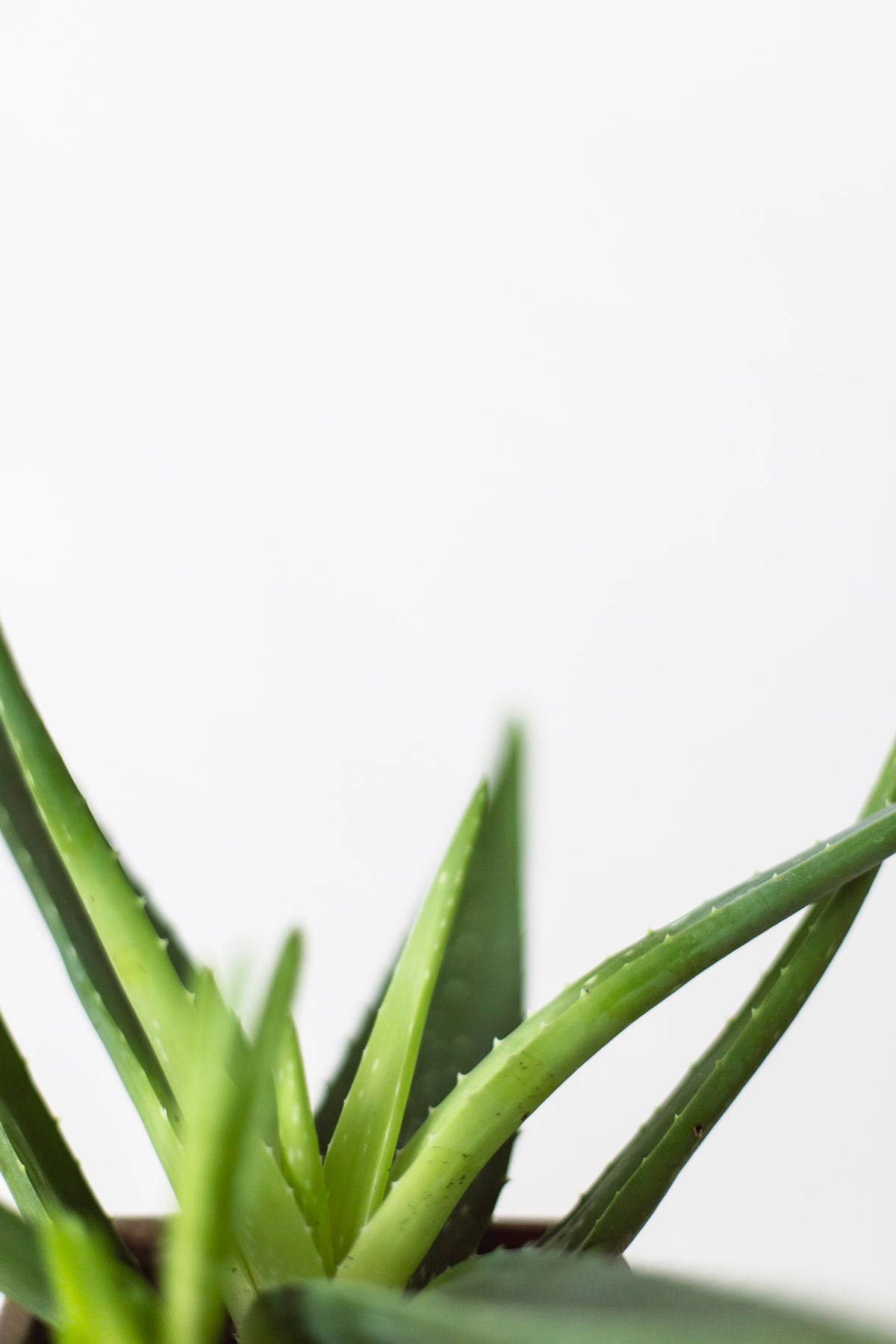 Aloe Vera Selective Focus Wallpaper