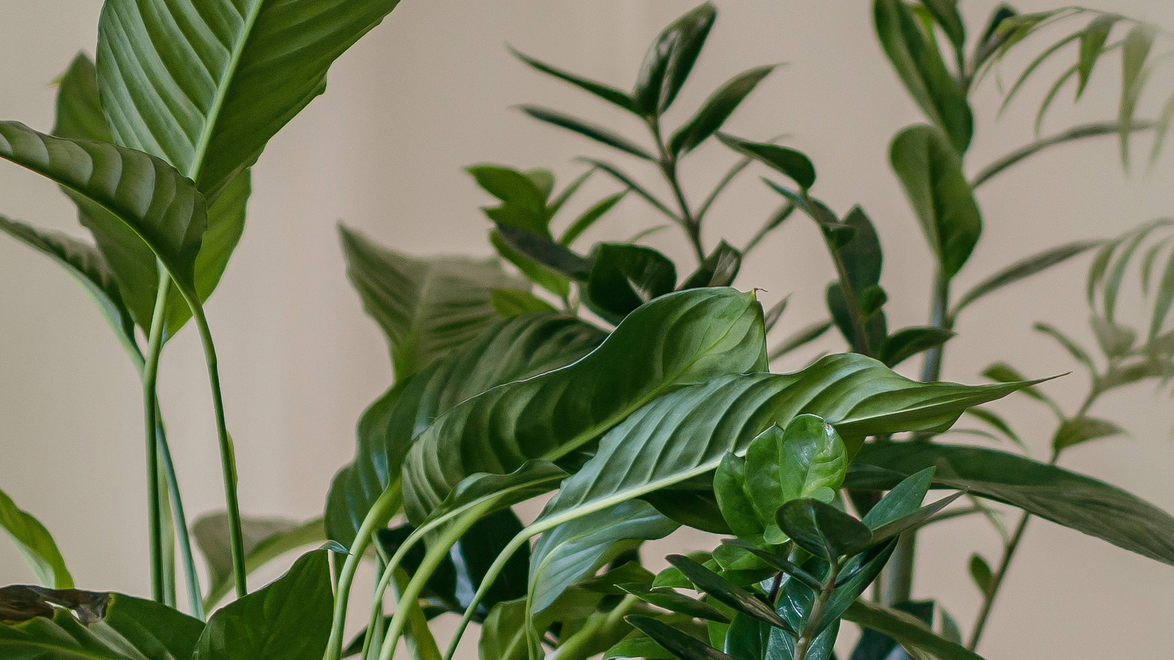 Amazing Minimalist Plant Indoors Wallpaper