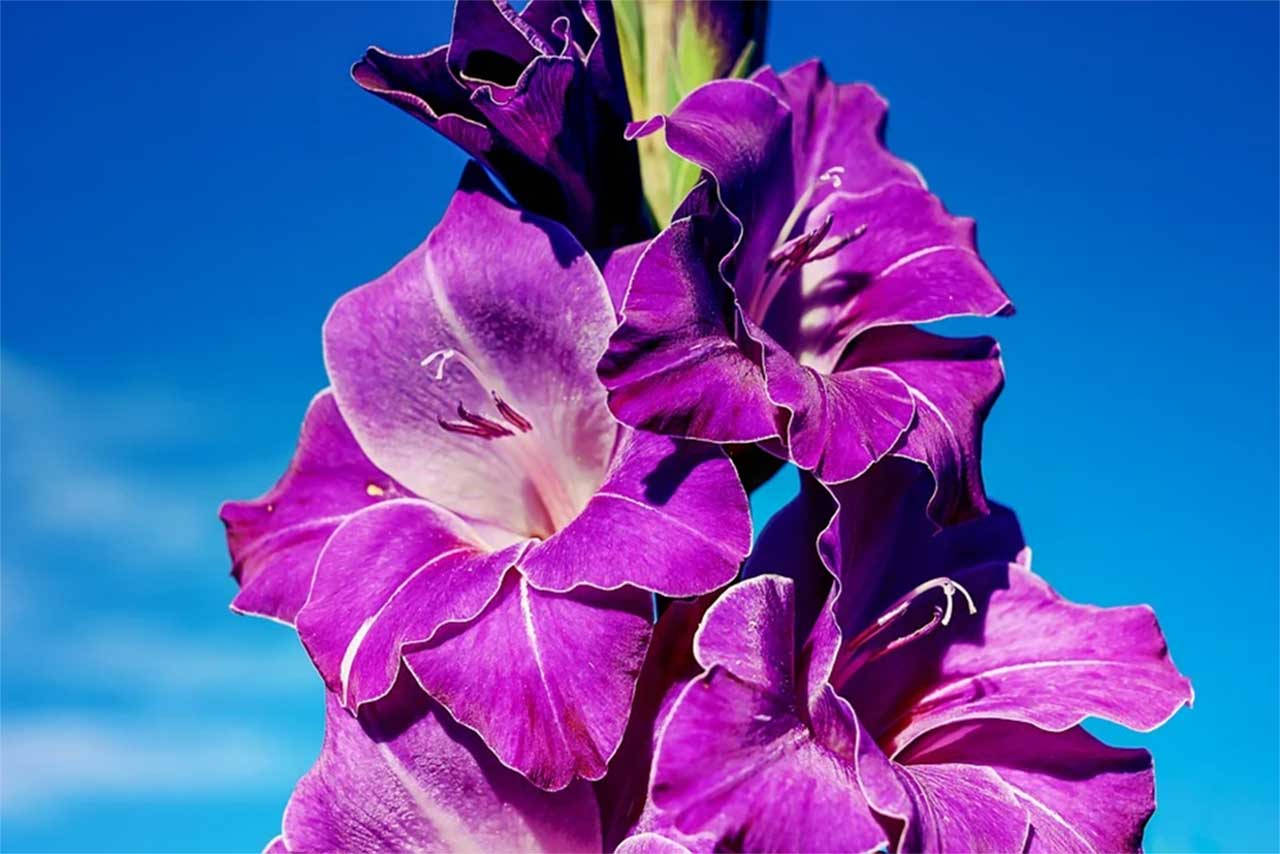 Amazing Purple Gladiolus Wallpaper