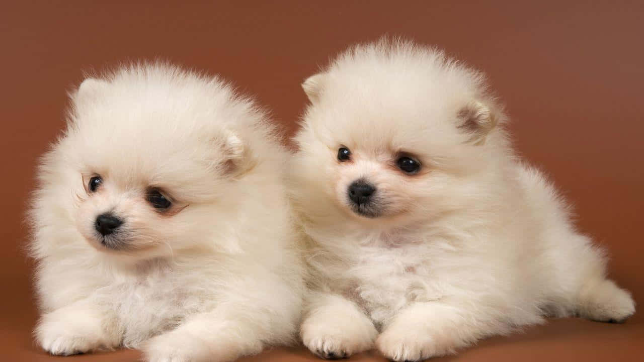 An Adorable, Fluffy Puppy Wallpaper