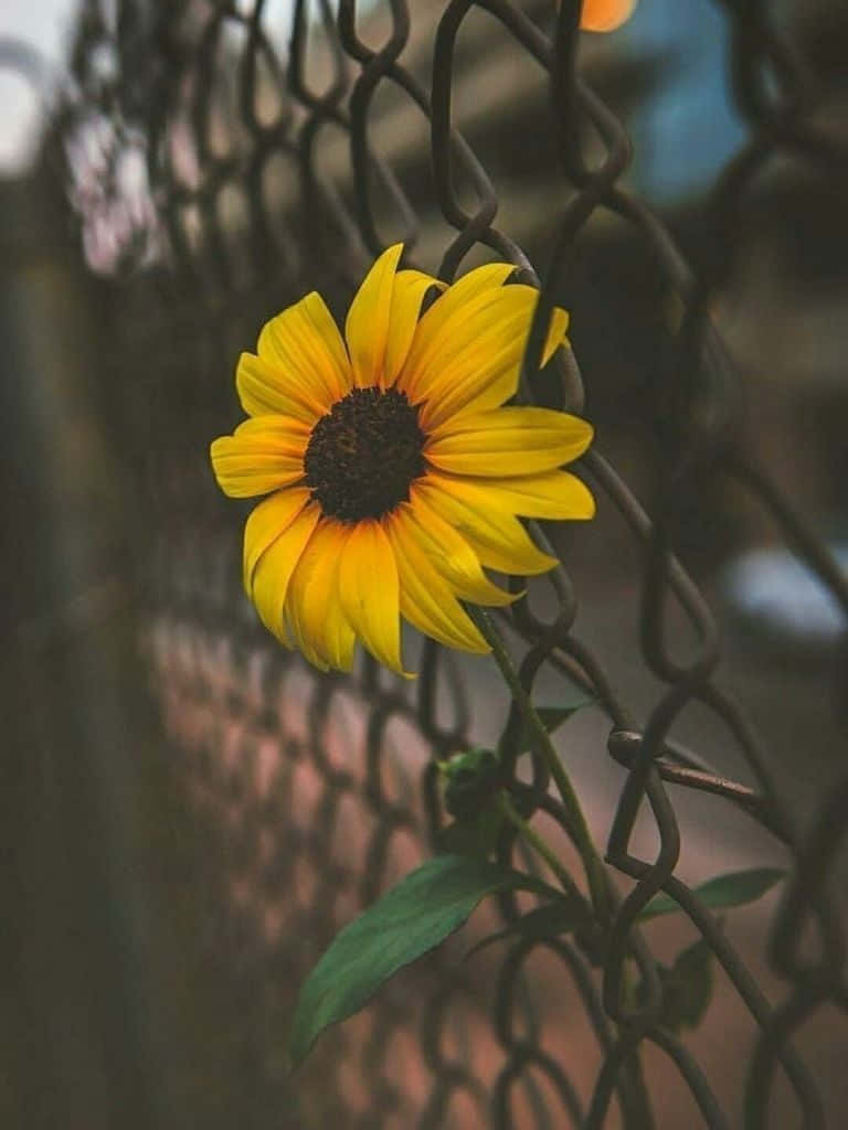 An Adorable Sunflower Gazing Into The Camera Wallpaper