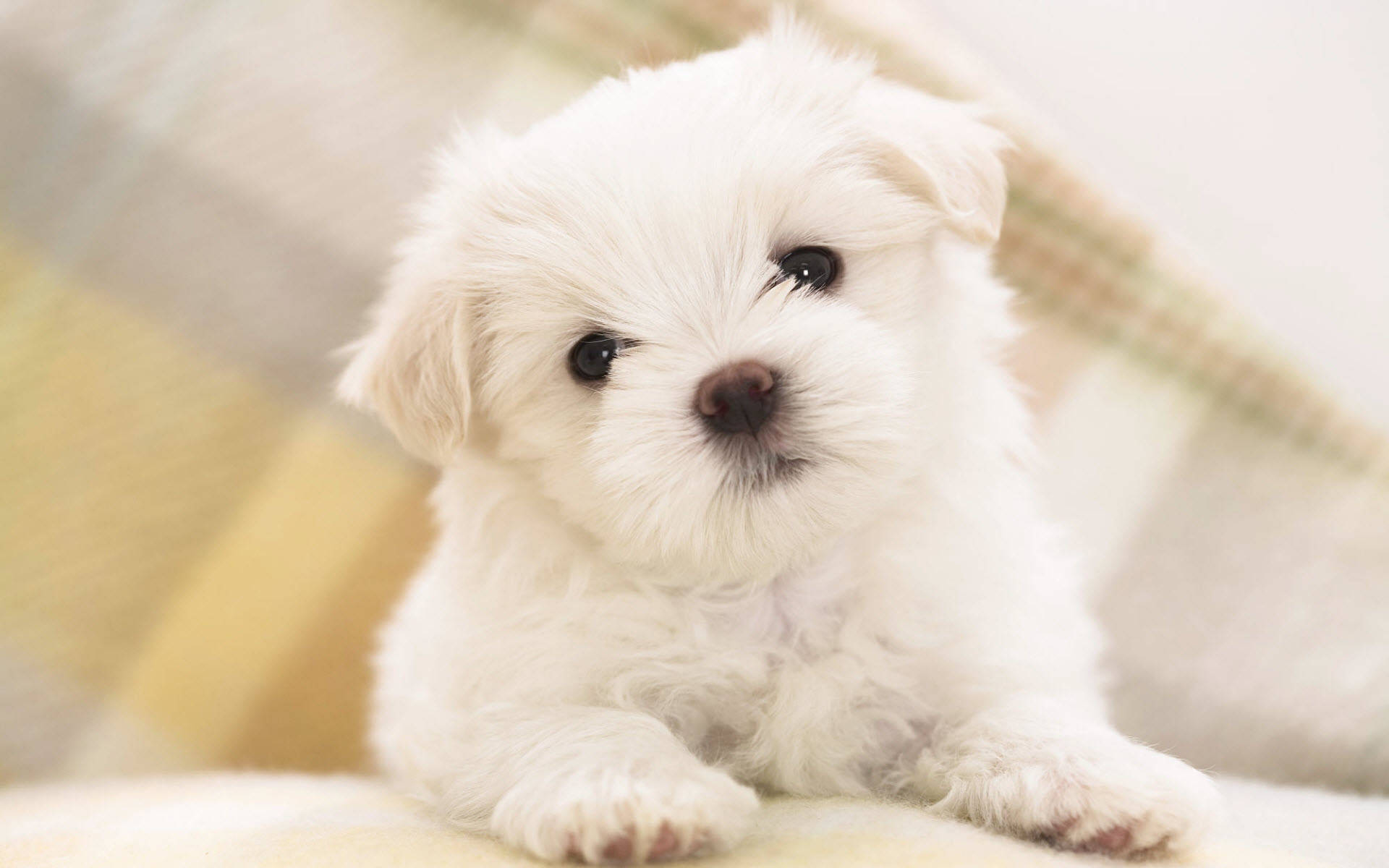 An Adorable White Maltese Baby Dog Relaxing Wallpaper