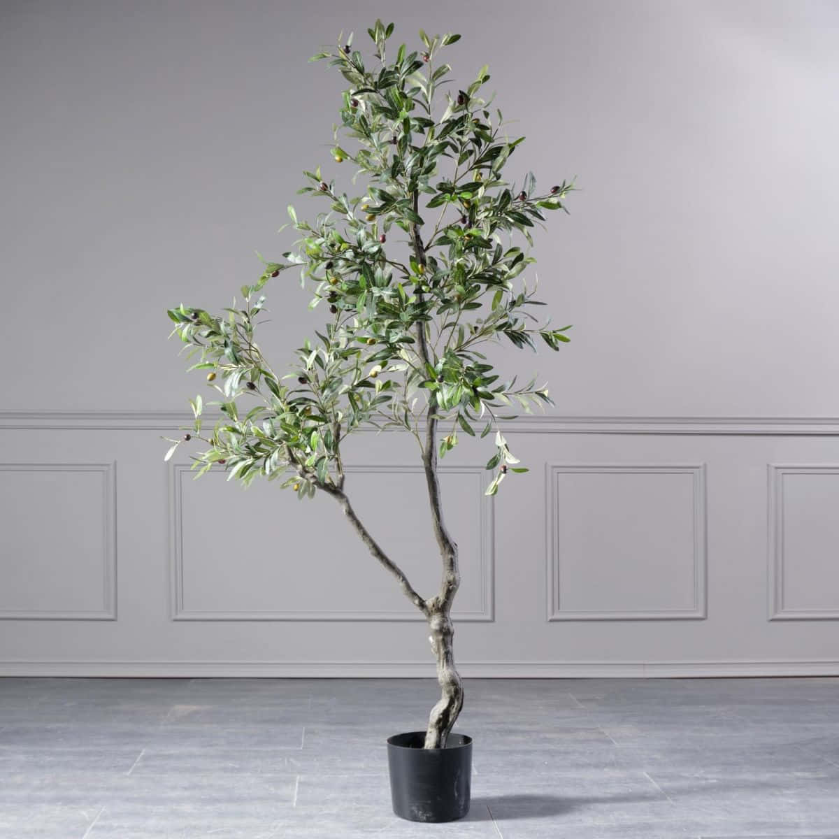 An Ancient Olive Tree Growing In Italy Wallpaper