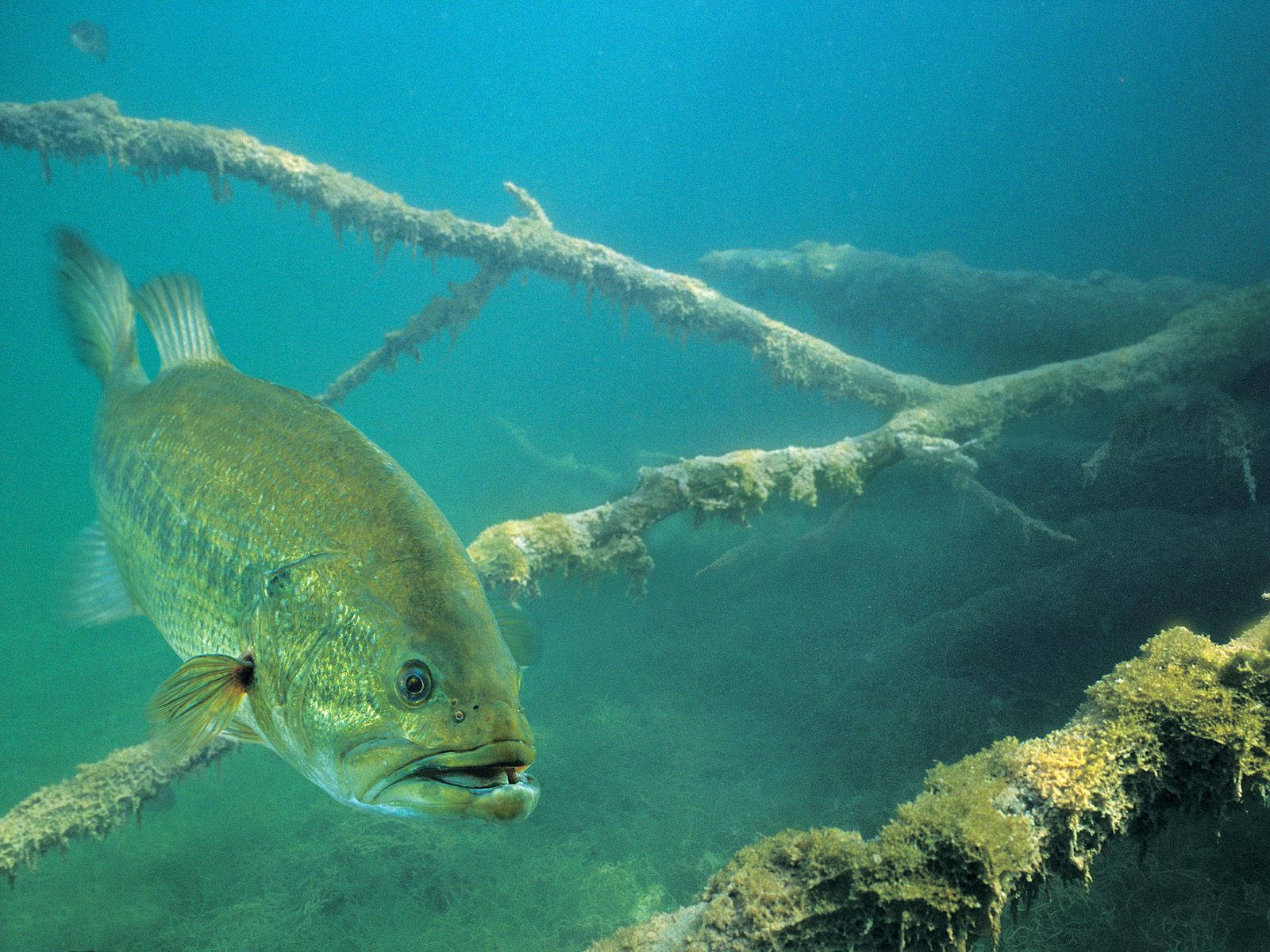 An Angler Finds Success Among The Calm Waters Of The Lake. Wallpaper