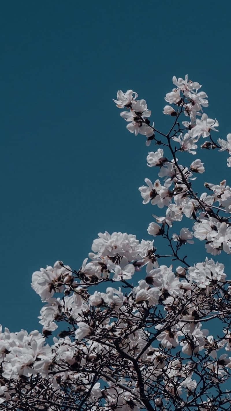 An Array Of Gorgeous Blue Flowers To Bring Cheer And Happiness. Wallpaper