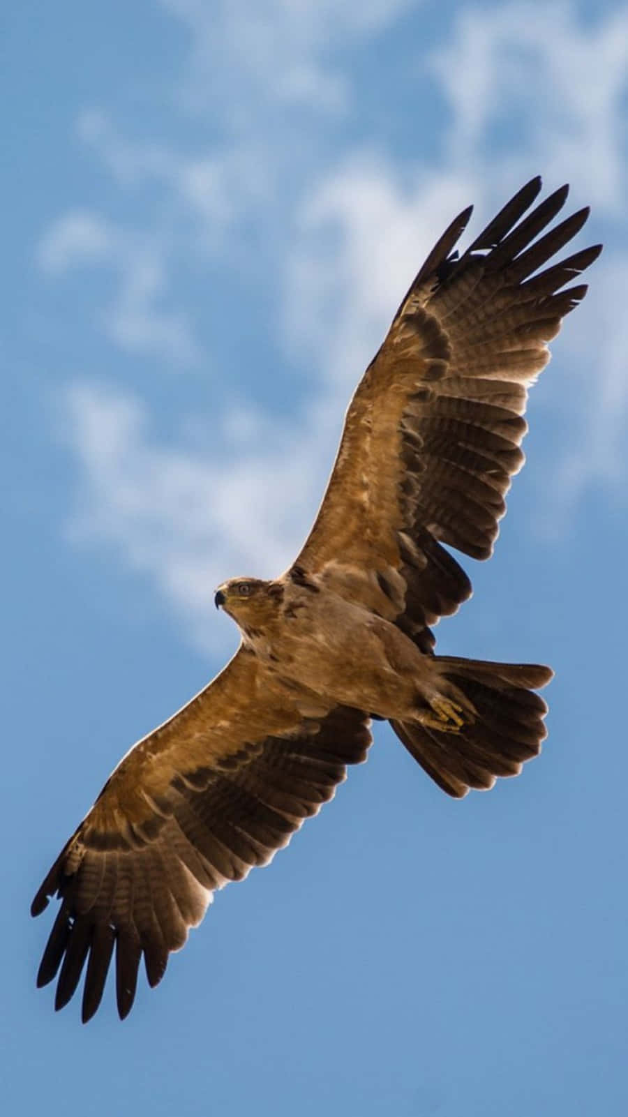 An Eagle Perched On An Iphone Wallpaper