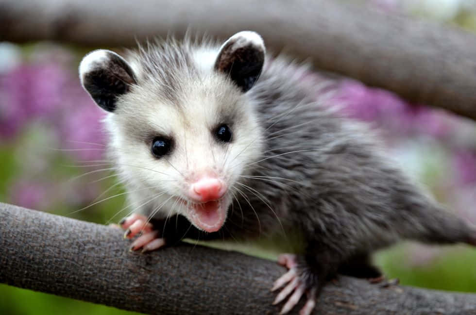 An Opossum Standing Outdoors In The Night Wallpaper