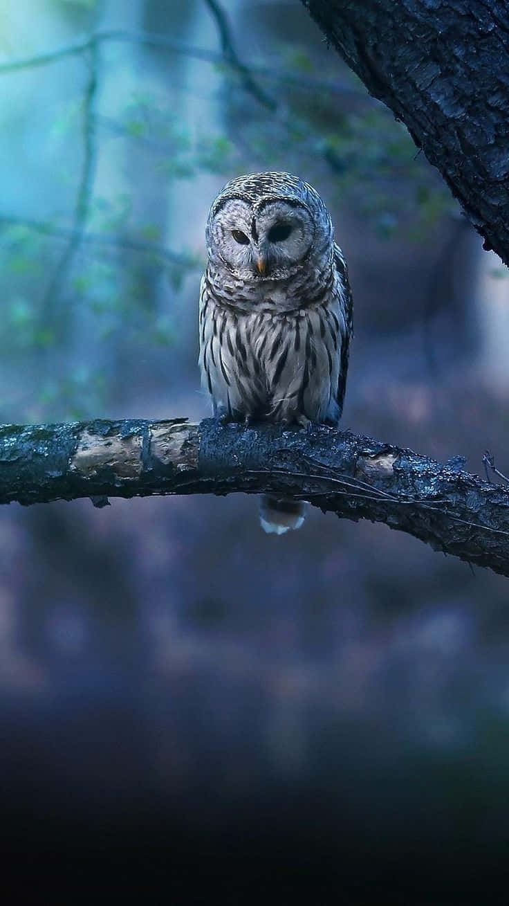 An Owl Phone, Stay Connected To The World Of Technology Wallpaper