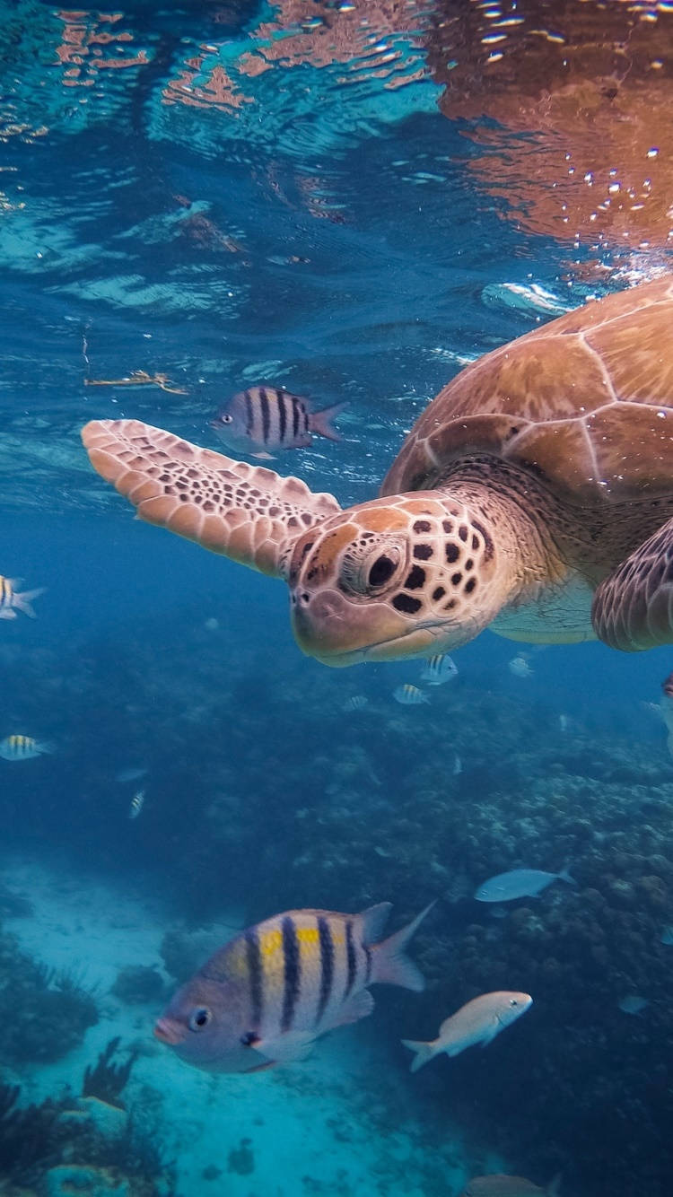 An Underwater Scene Featuring A Sea Turtle Wallpaper