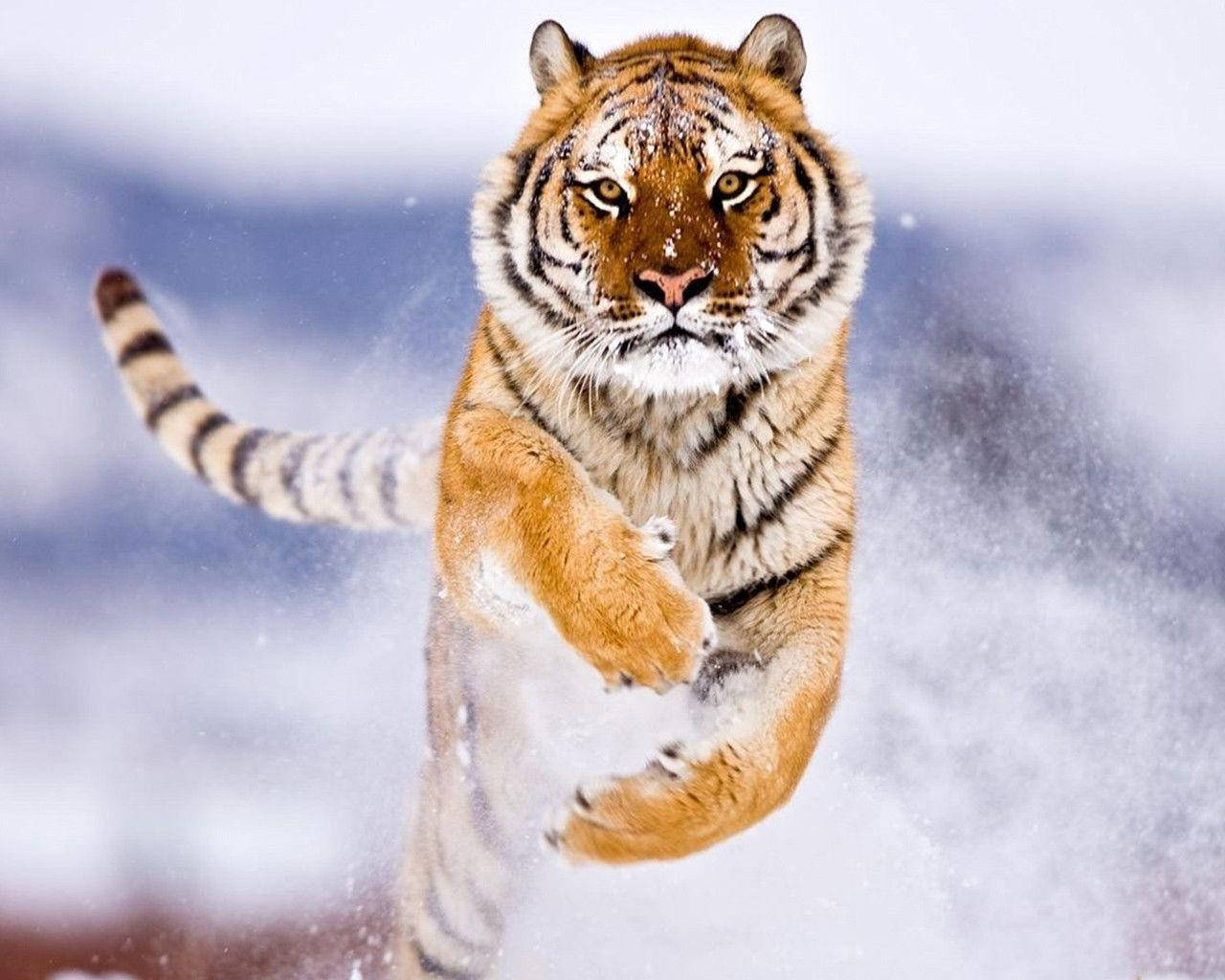 Angry Tiger In Snow Wallpaper