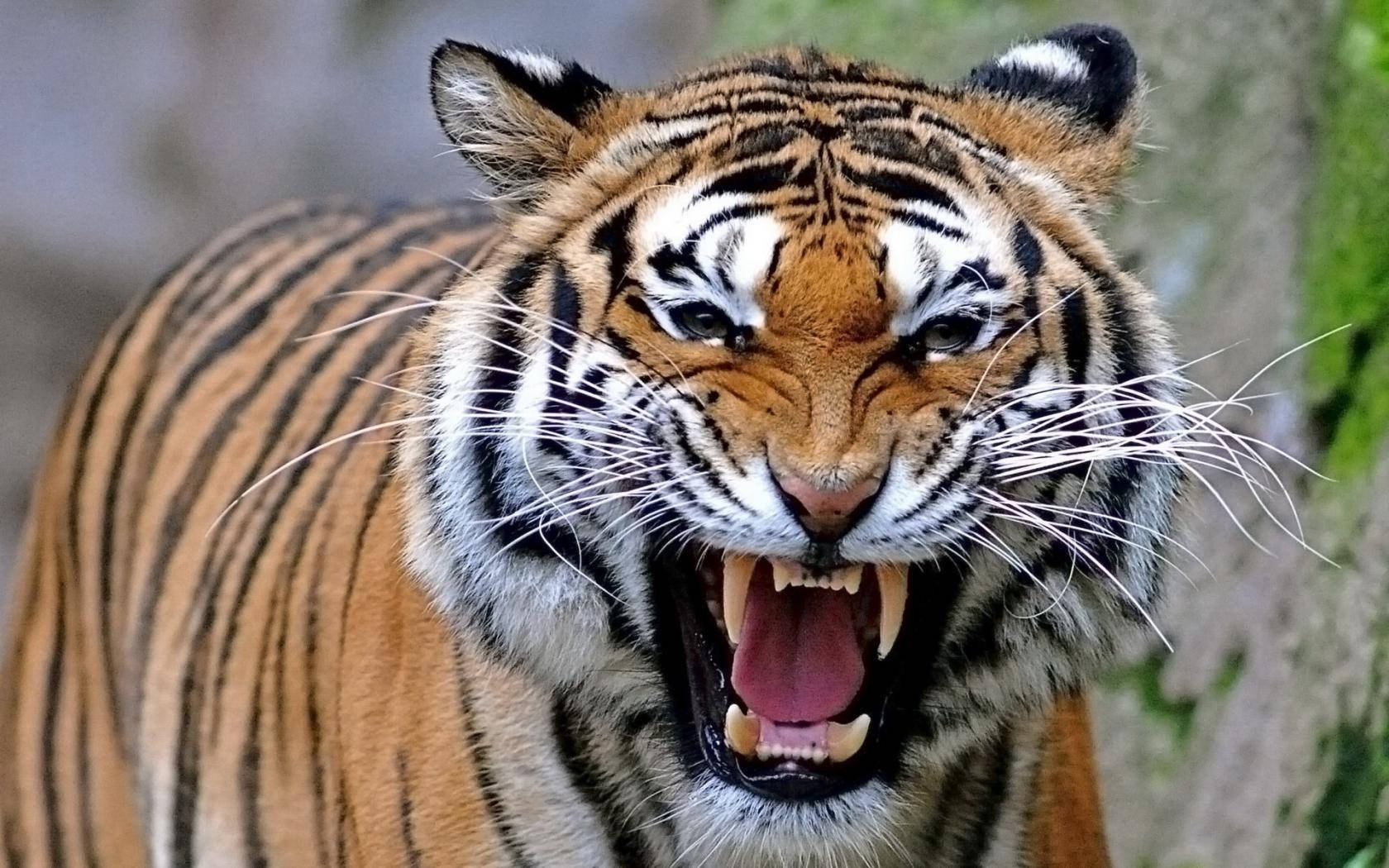 Angry Tiger With Long Whiskers Wallpaper
