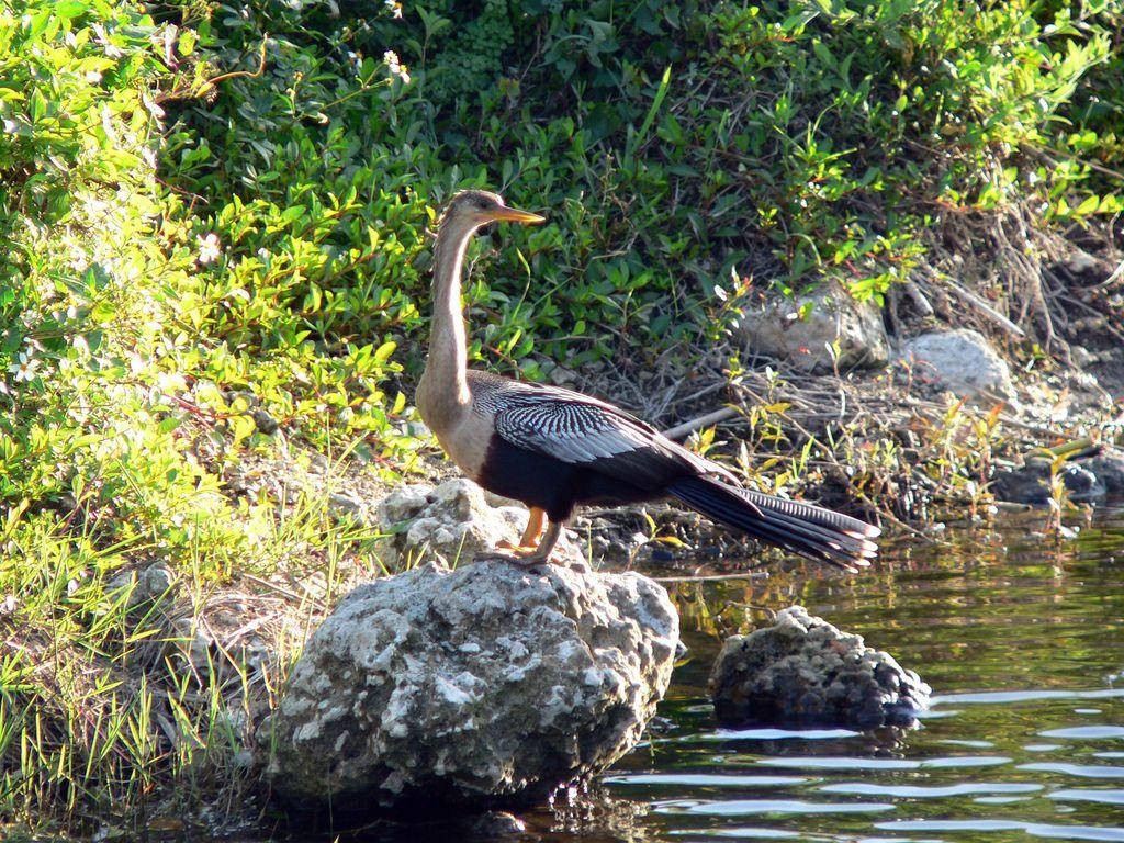 Anhinga At Everglades National Park Wallpaper