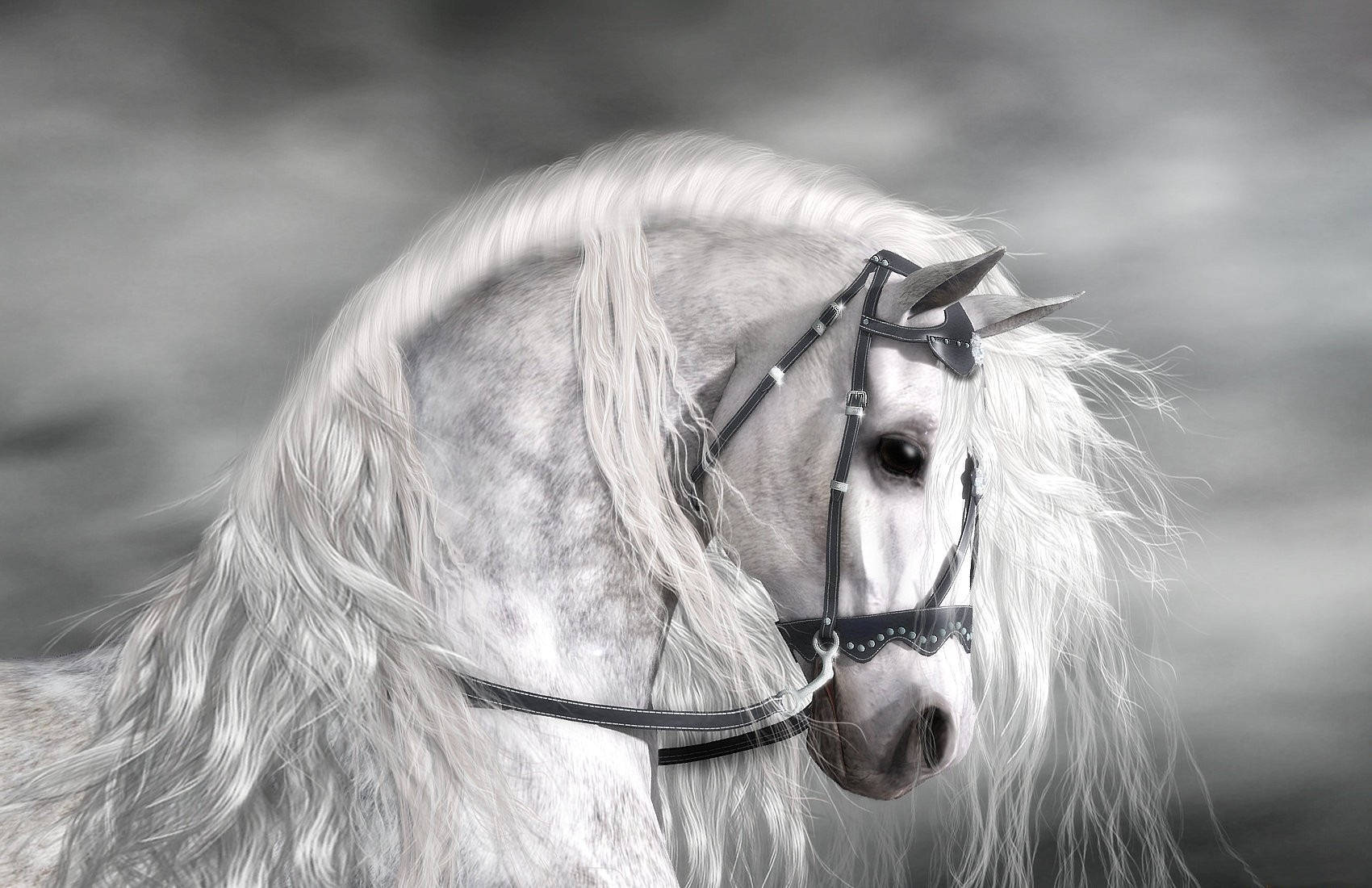 Animal Horse White Hd Wallpaper | Background Image Wallpaper
