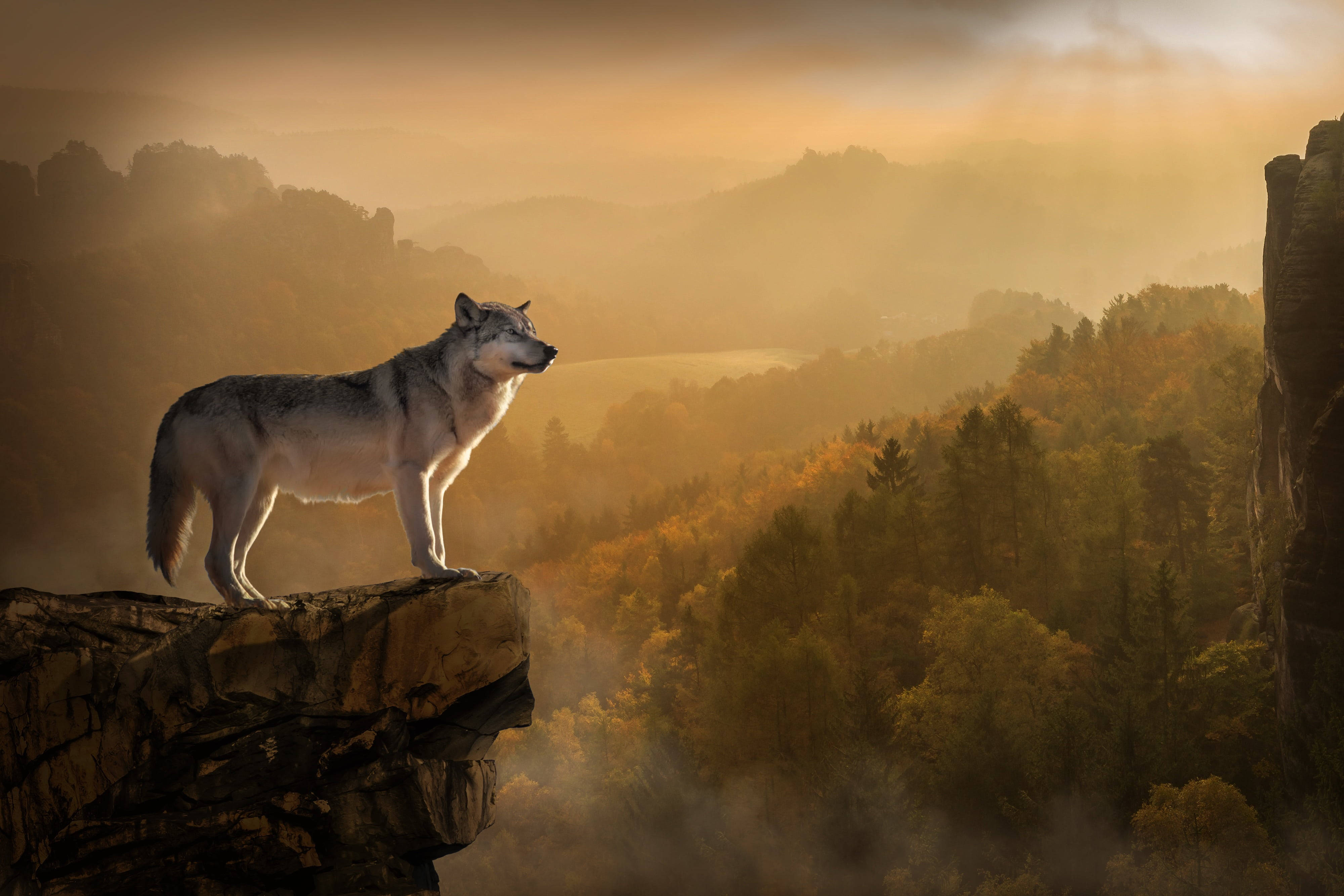 Anime Wolf On Cliff With Forest View Wallpaper