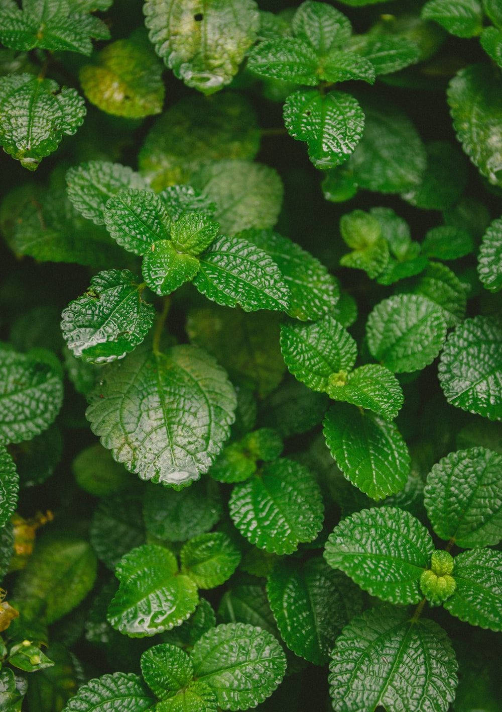 Apple Mint Leaves Wallpaper