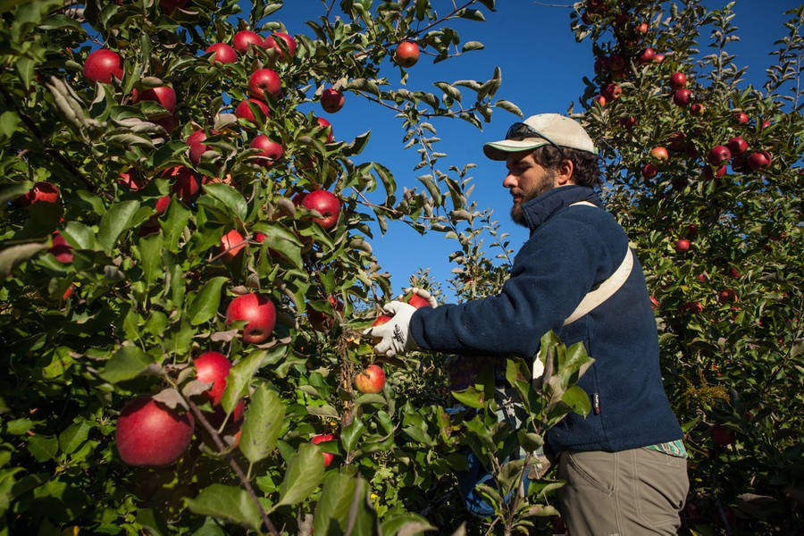 Apple Picking In Massachusetts Wallpaper