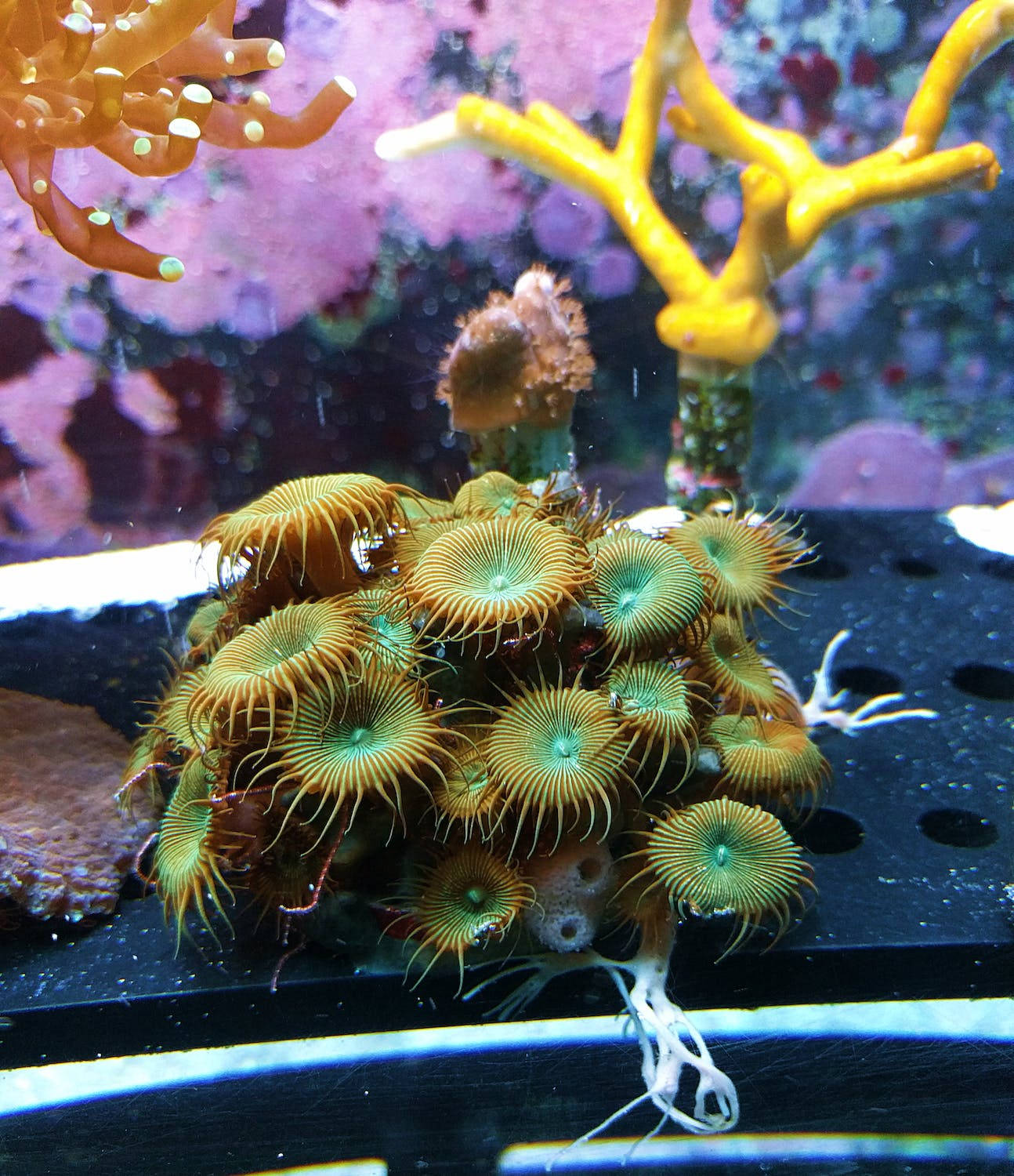 Aquarium Coral Wallpaper