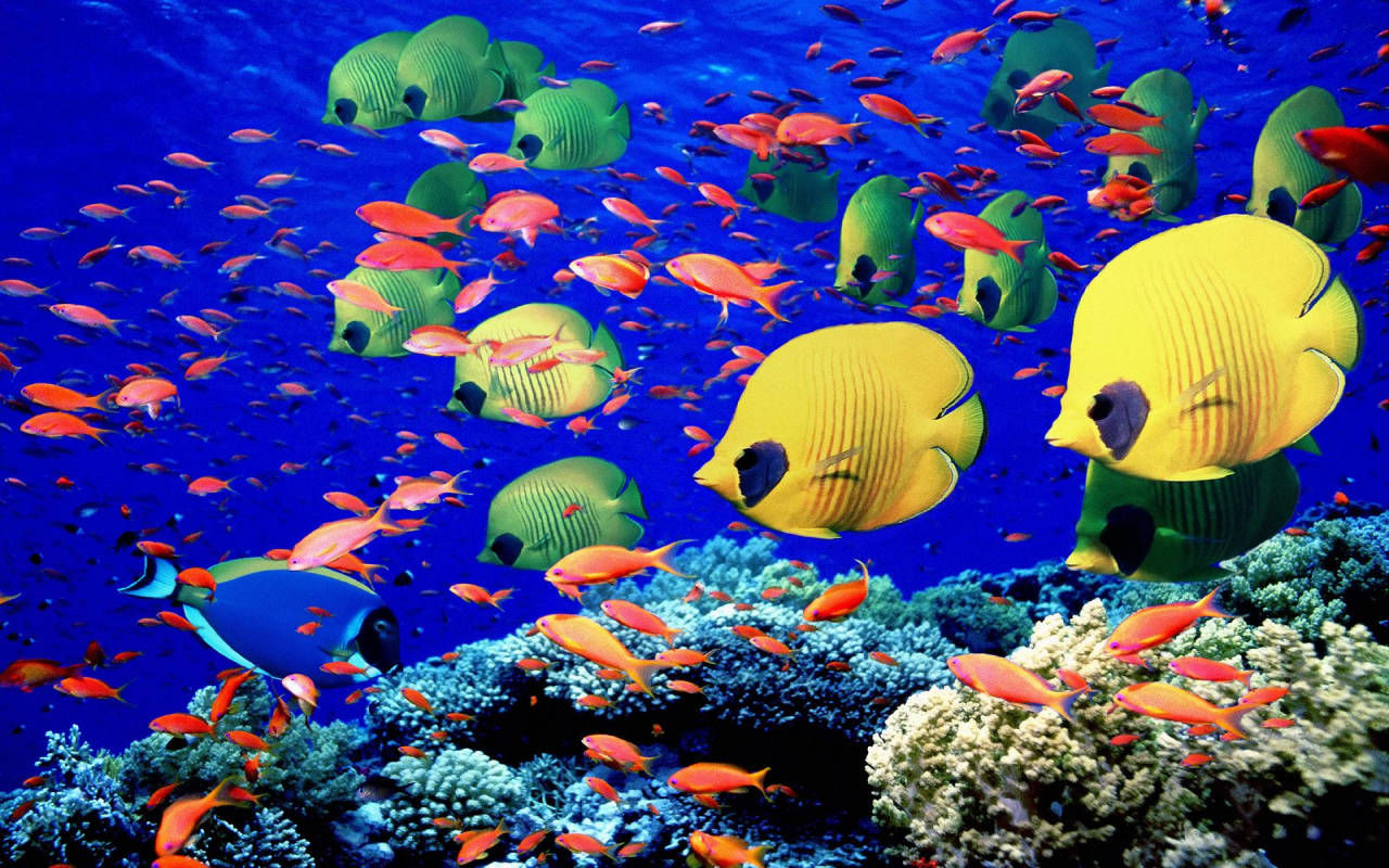 Aquatic Colorful Fishes Wallpaper