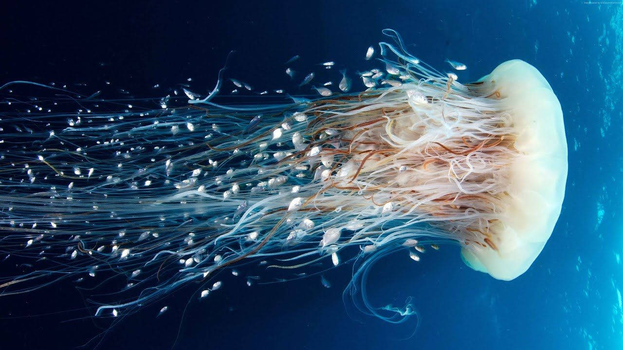 Aquatic Jellyfish With Long Tentacles Wallpaper