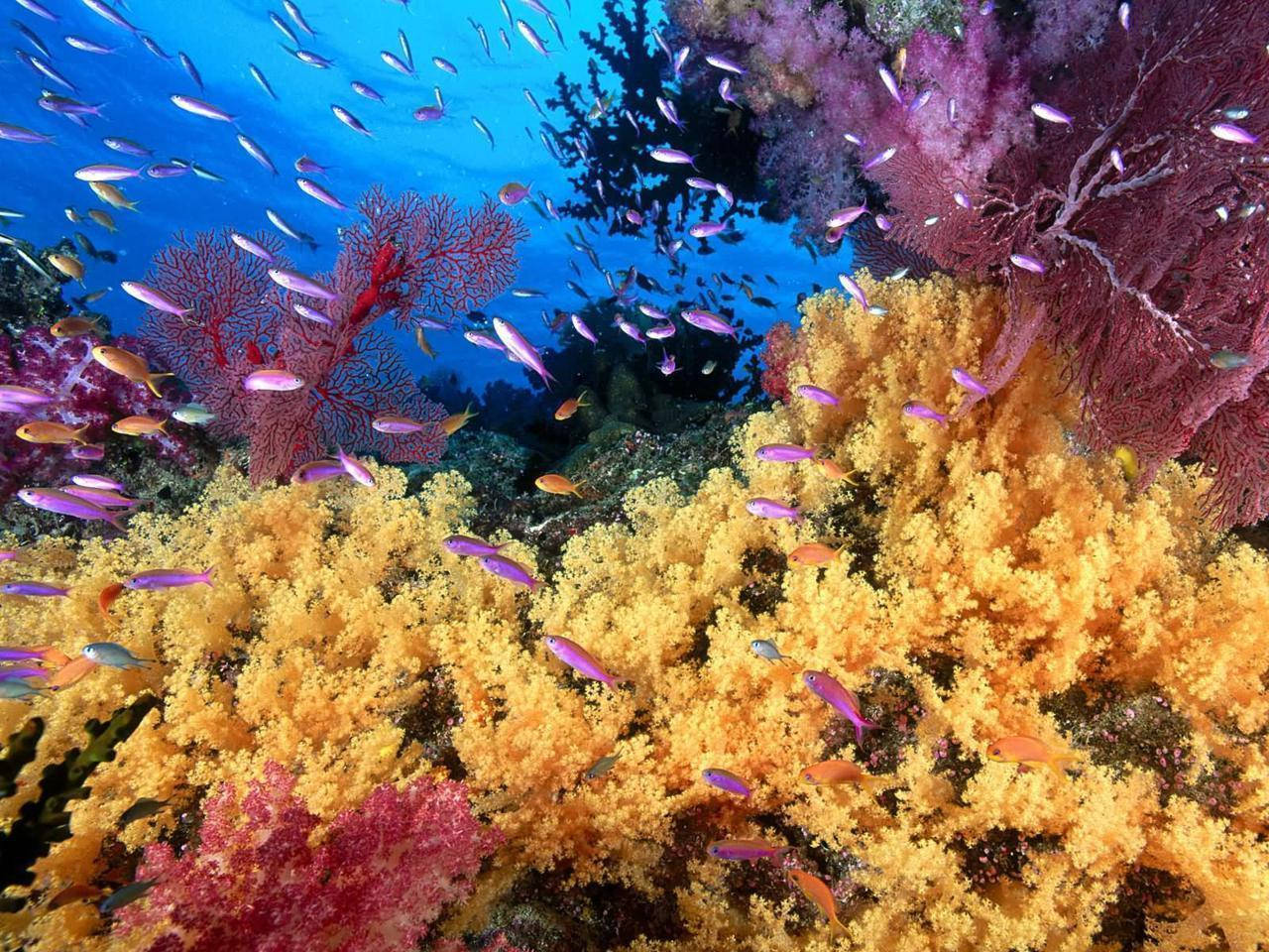 Aquatic Underwater Coral Garden Wallpaper