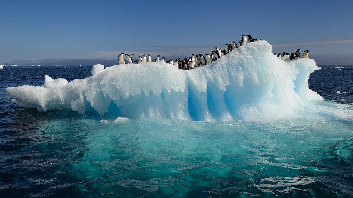 Arctic Penguins On Slanted Iceberg Wallpaper