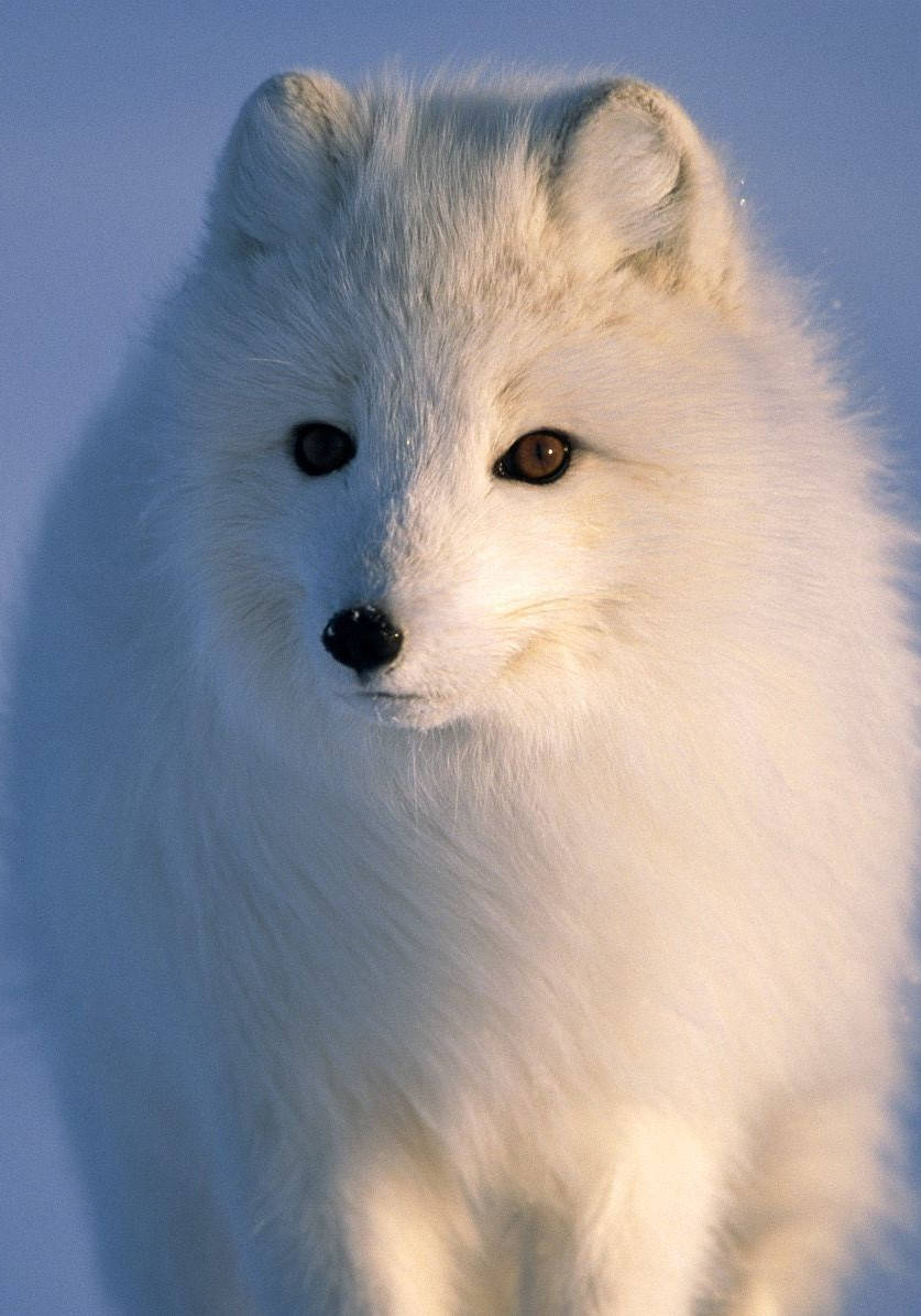 Arctic Region White Arctic Fox Wallpaper