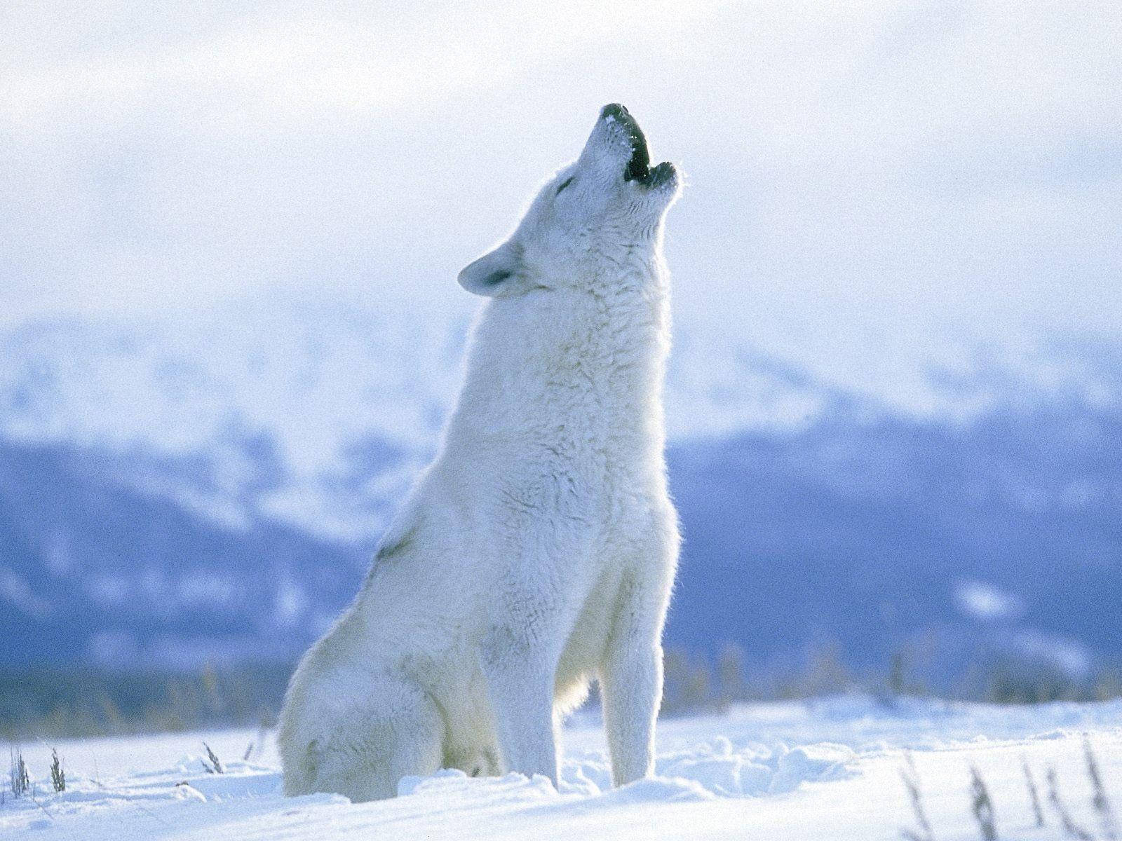 Arctic Wolf Howling Wallpaper