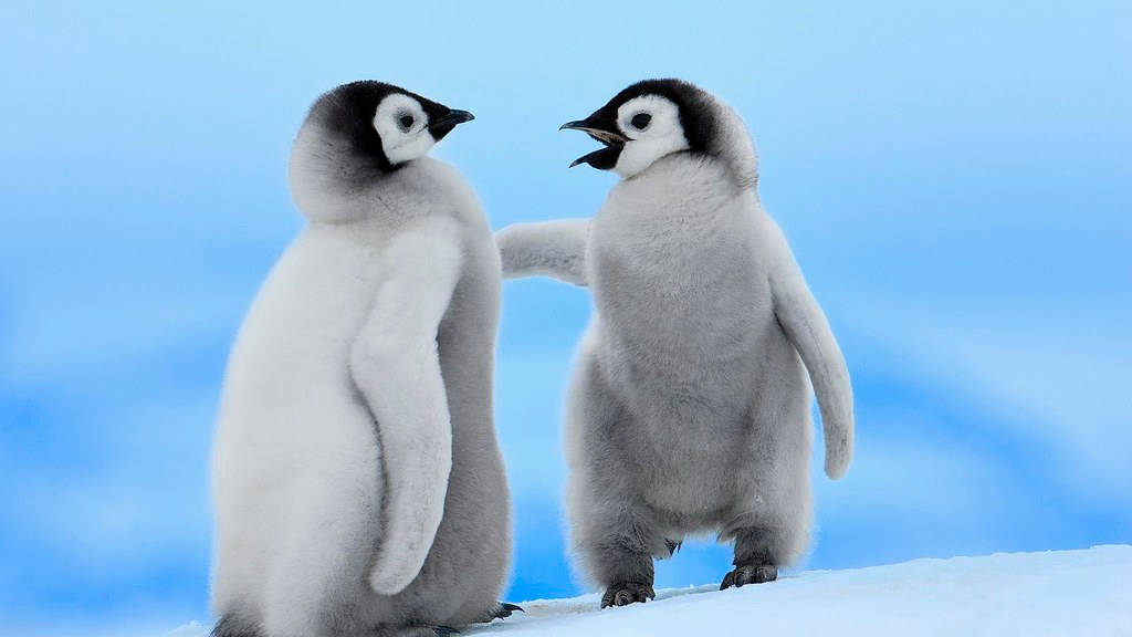 Arguing Baby Penguins Wallpaper