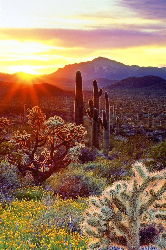 Arizona Country Park Wallpaper