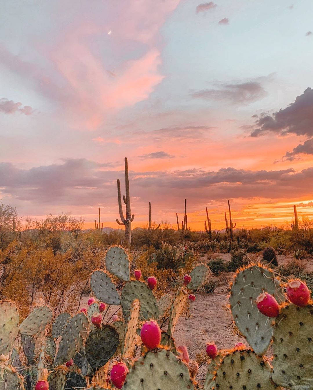 Arizona's Botanical Garden Wallpaper