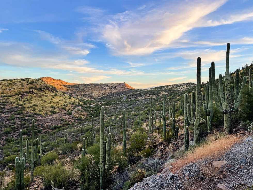 Arizona Saguaro Cacti Wallpaper