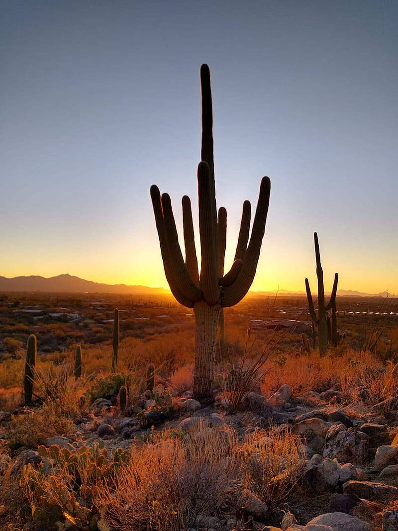 Arizona Saguaro Cactus Silhouette Wallpaper