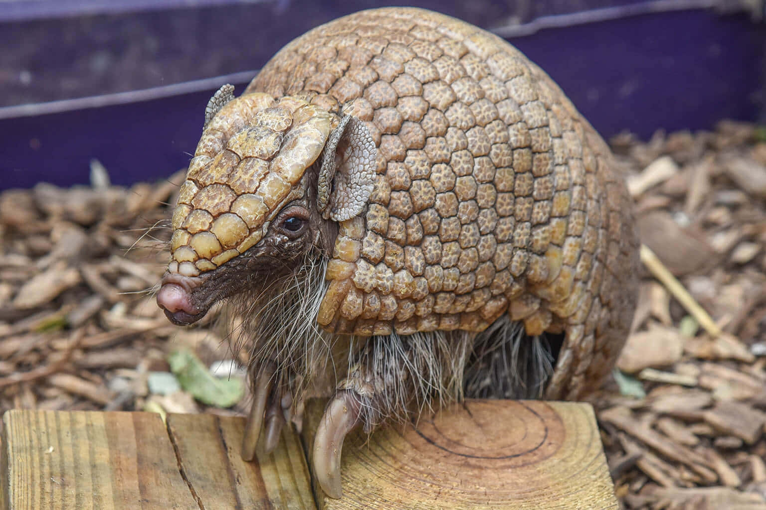 Armadillo Curled Upon Wood Wallpaper