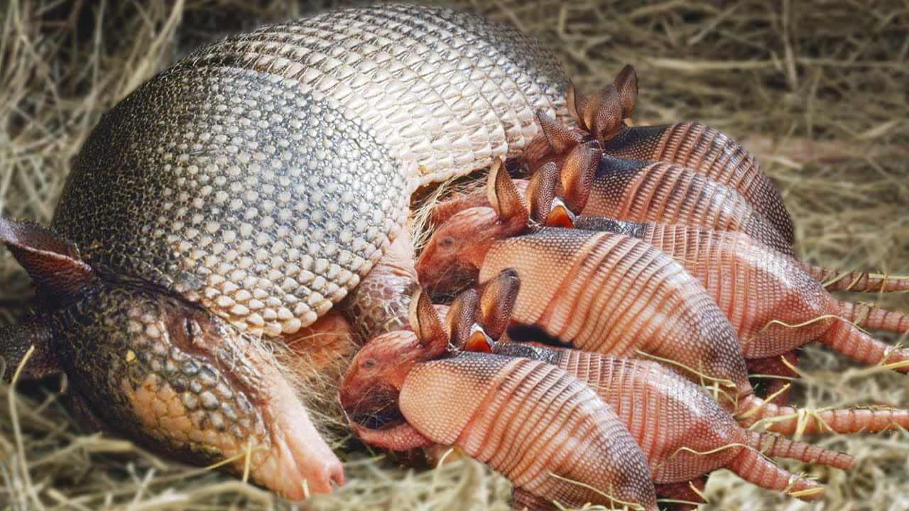 Armadillo Mother With Babies Wallpaper