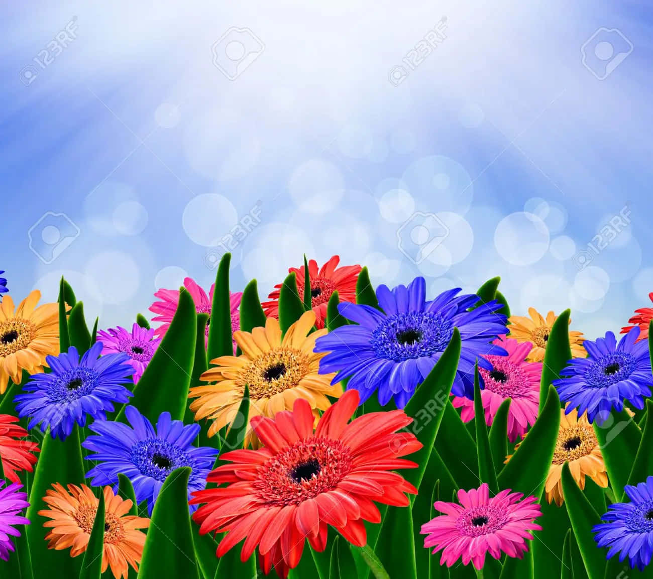 Artwork Colorful Daisies Wallpaper