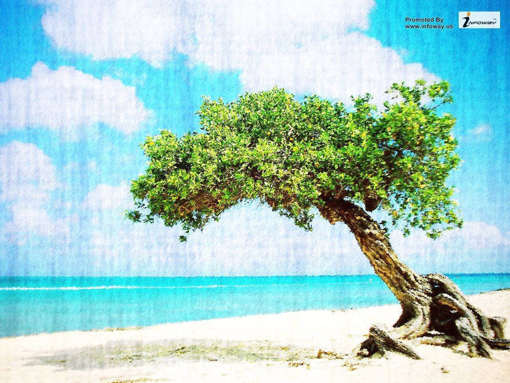 Aruba Divi Divi Tree Painting Wallpaper
