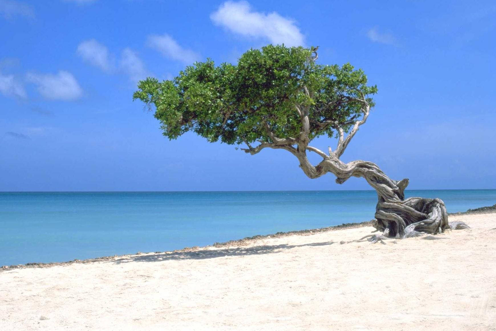 6 Best Beaches in Aruba | Visit Aruba Blog