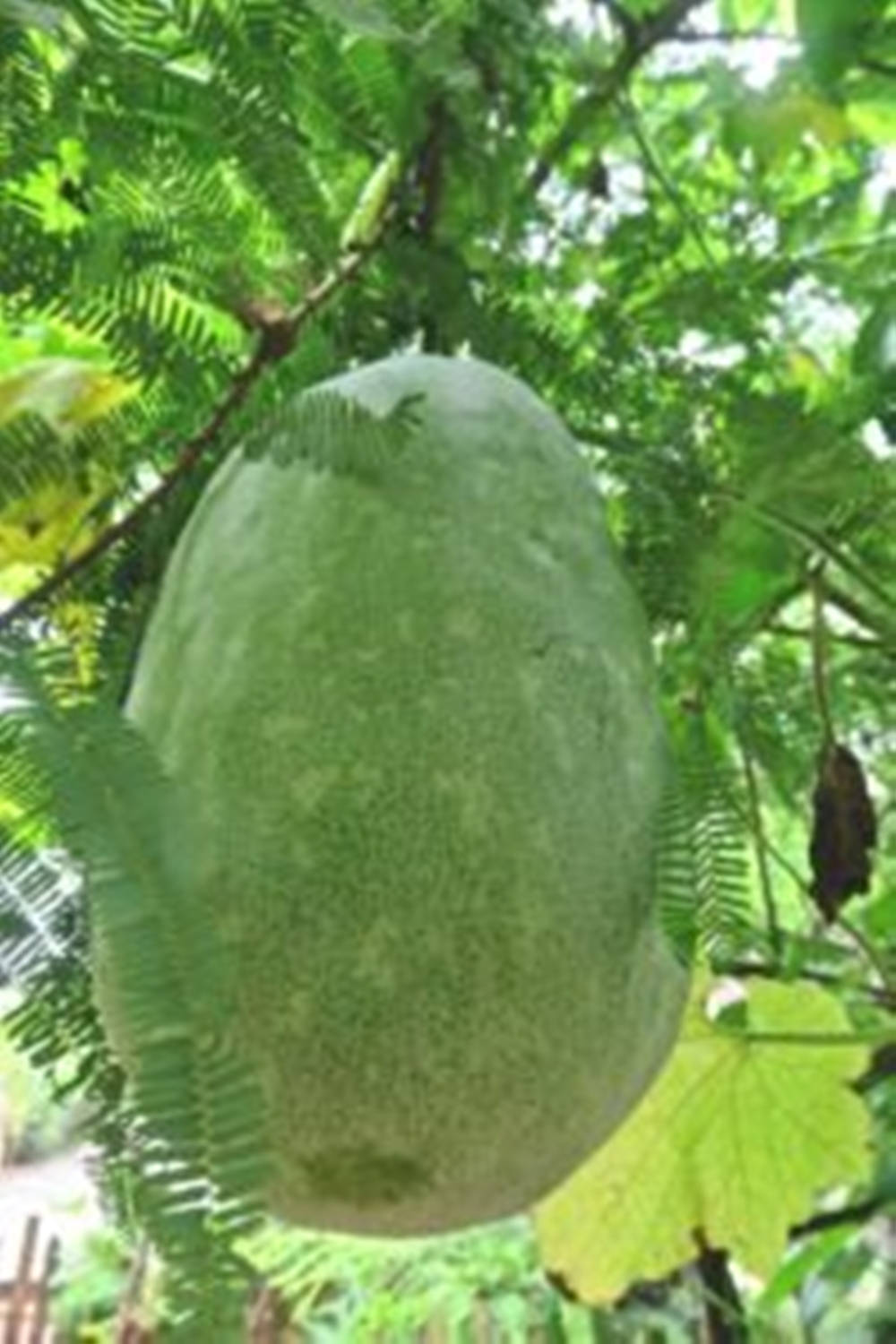 Ash Gourd Huge Green Vegetable Wallpaper