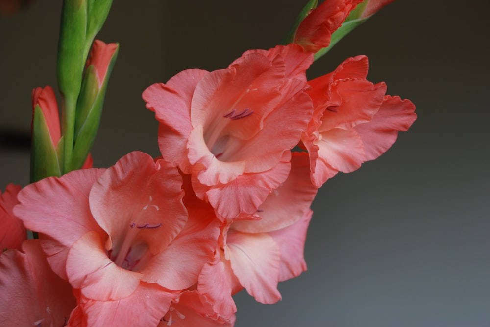 Attractive Gladiolus Flowers Wallpaper