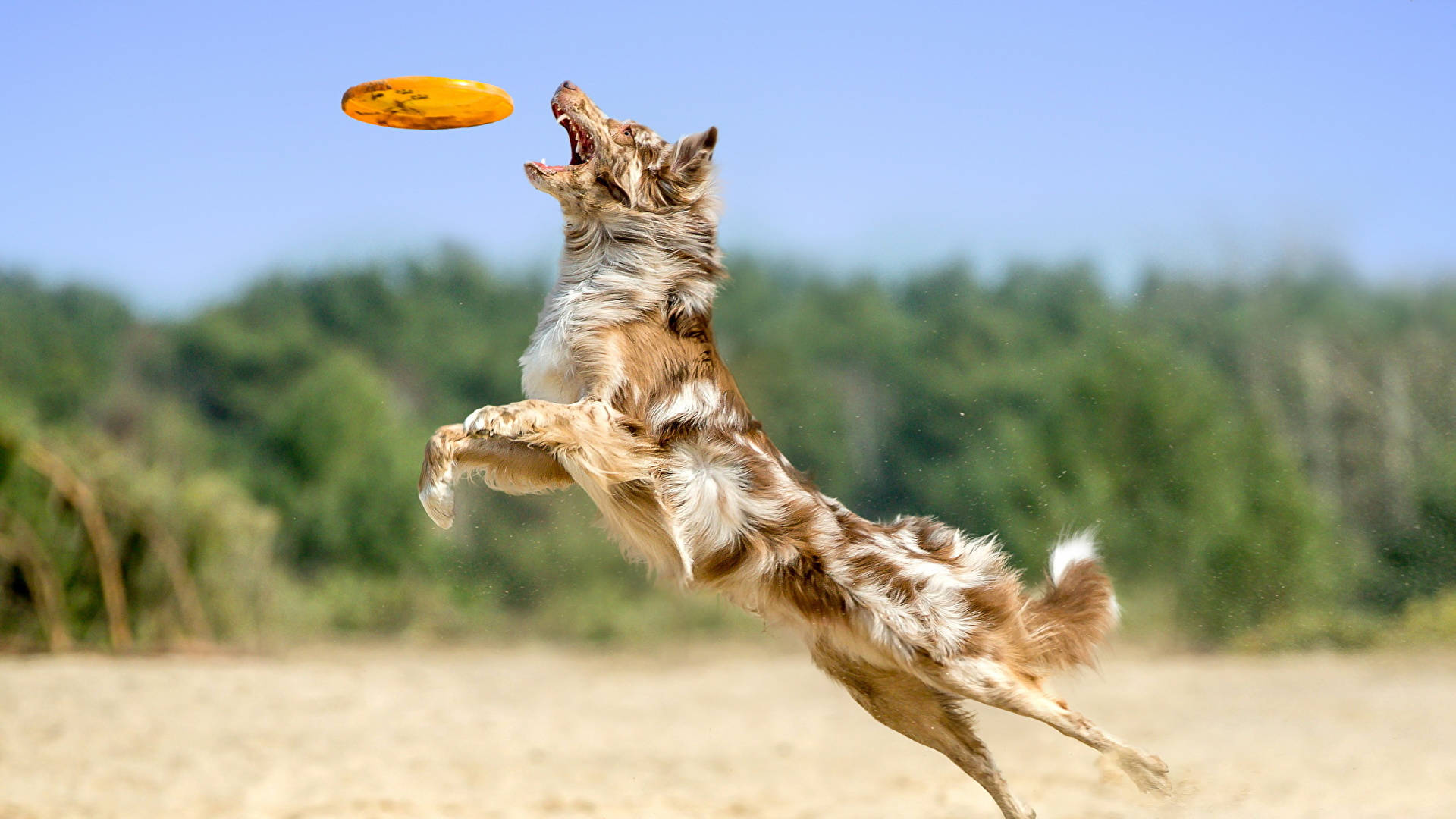 209 Frisbee Black Background Stock Photos - Free & Royalty-Free Stock  Photos from Dreamstime